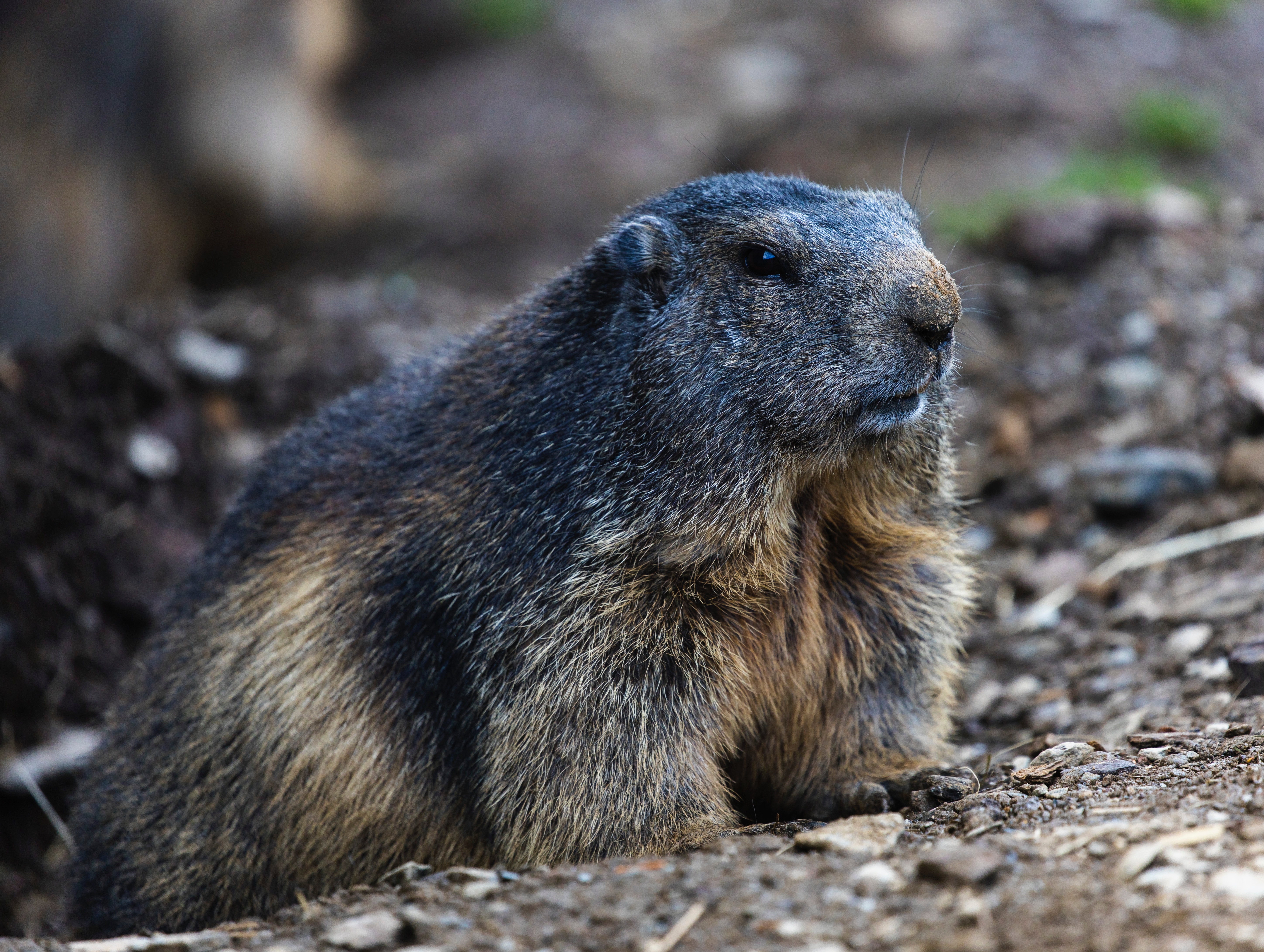 marmot, animals, wildlife, rodent