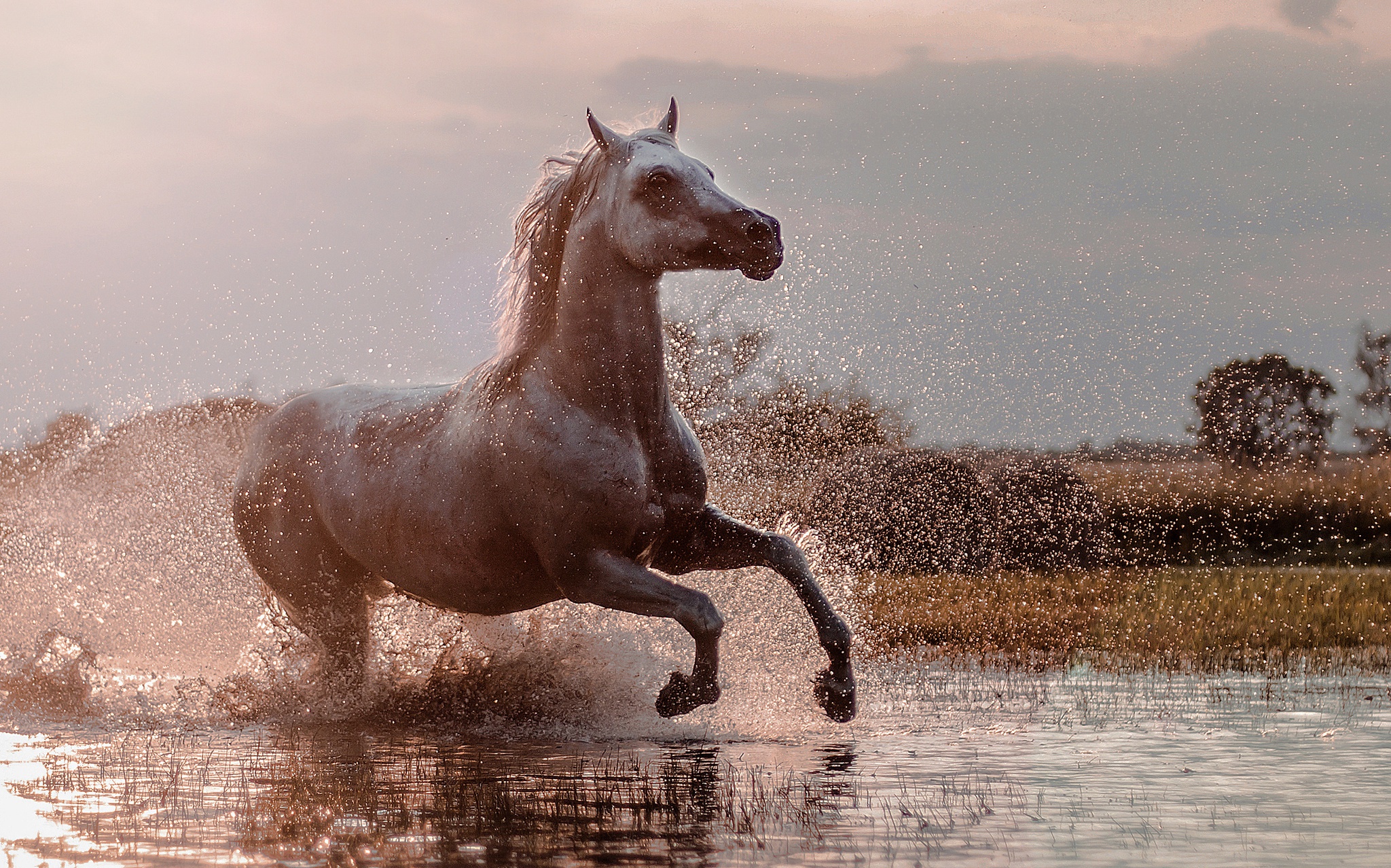 Free download wallpaper Water, Splash, Animal, Horse on your PC desktop