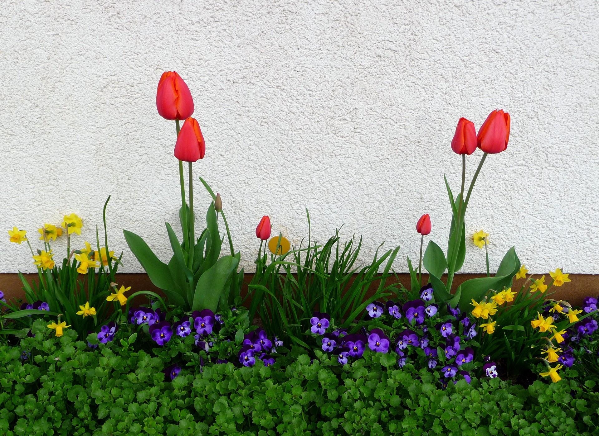 narcissussi, flowers, pansies, tulips, greens, flower bed, flowerbed, wall, spring
