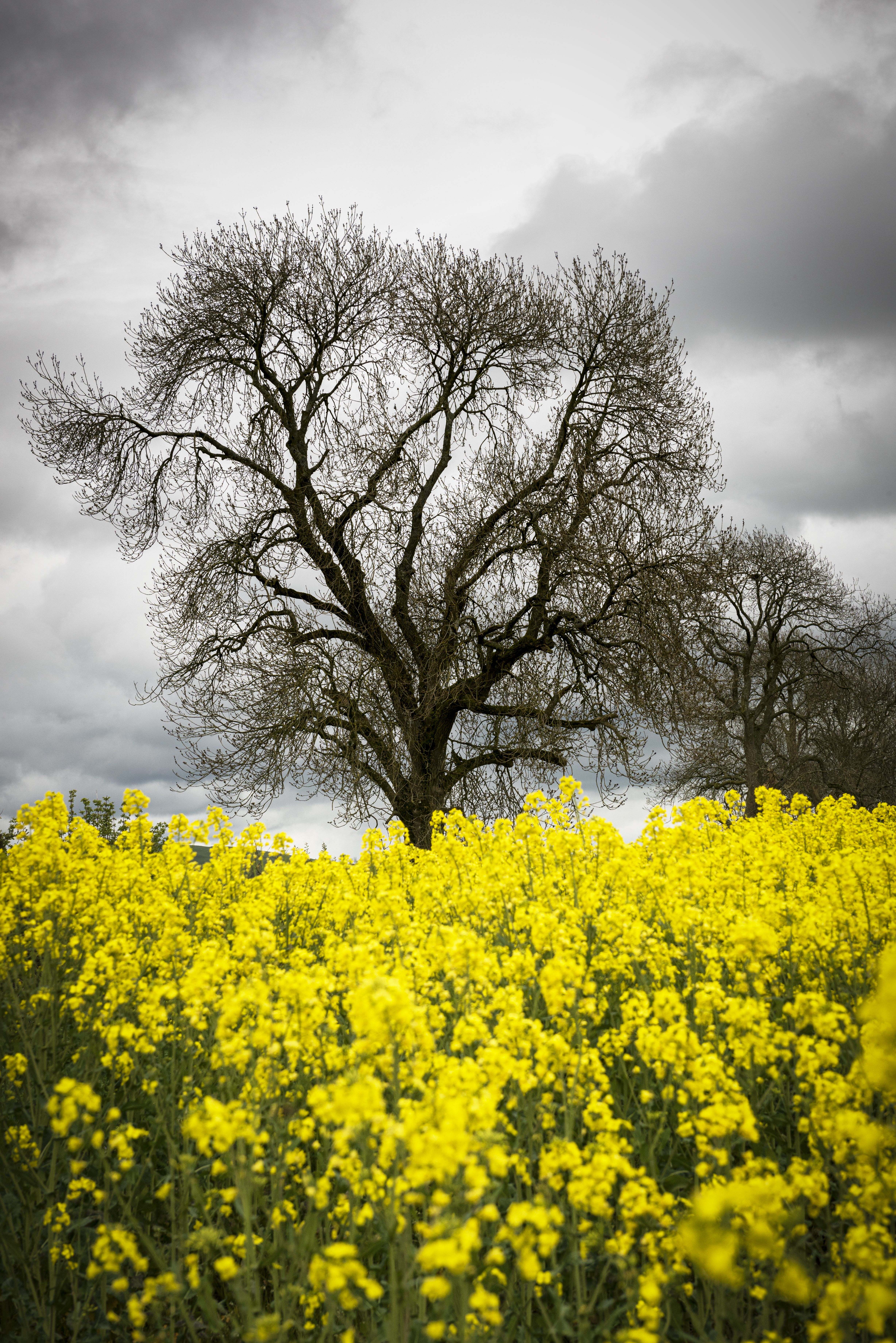 Скачать обои бесплатно Природа, Дерево, Желтый, Цветы, Весна картинка на рабочий стол ПК