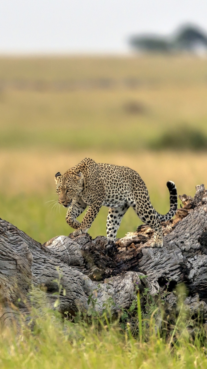 Handy-Wallpaper Tiere, Katzen, Leopard, Tiefenschärfe kostenlos herunterladen.