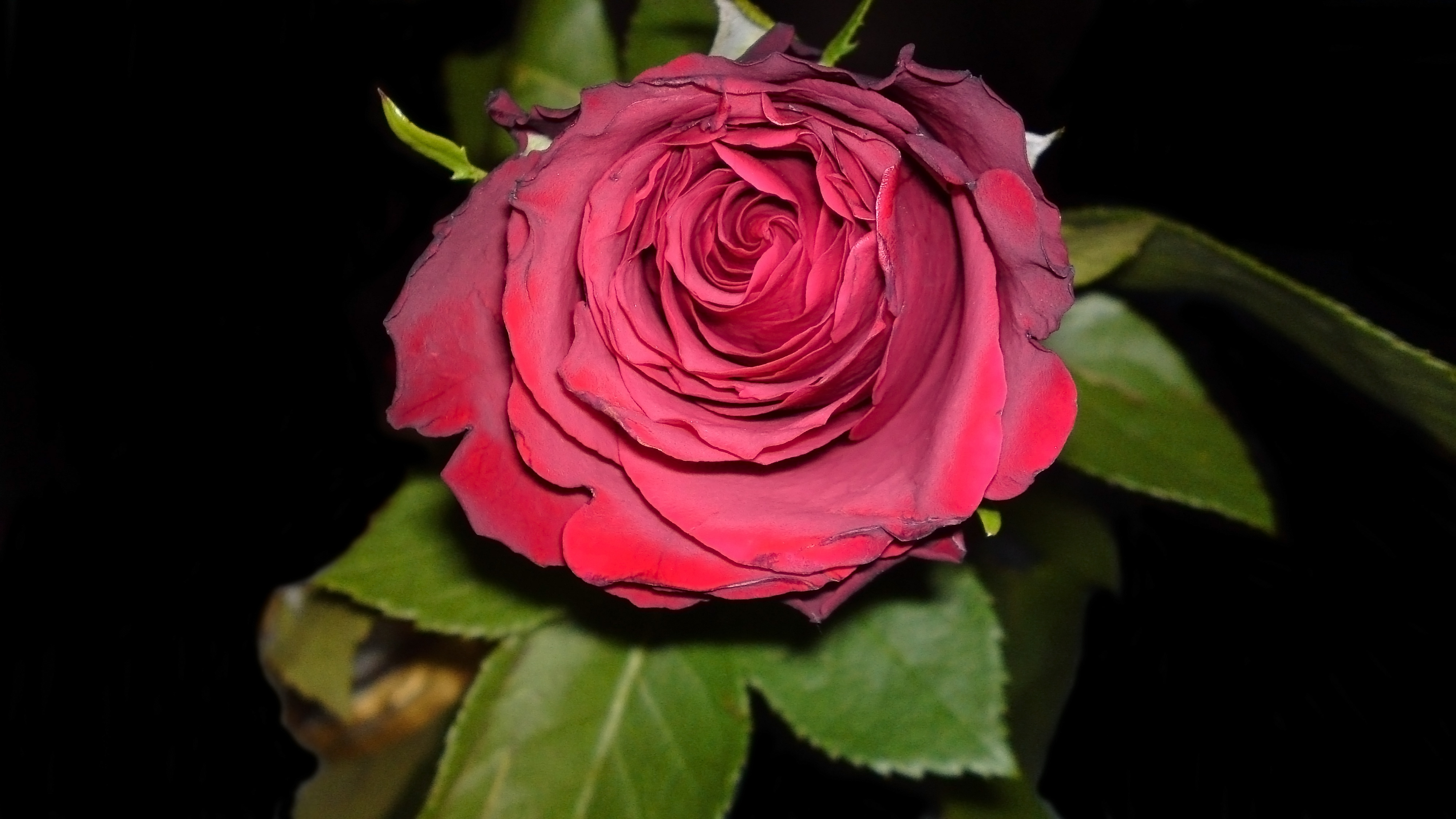 Téléchargez gratuitement l'image Fleurs, Rose, Fleur, Feuille, Photographie, Terre/nature sur le bureau de votre PC