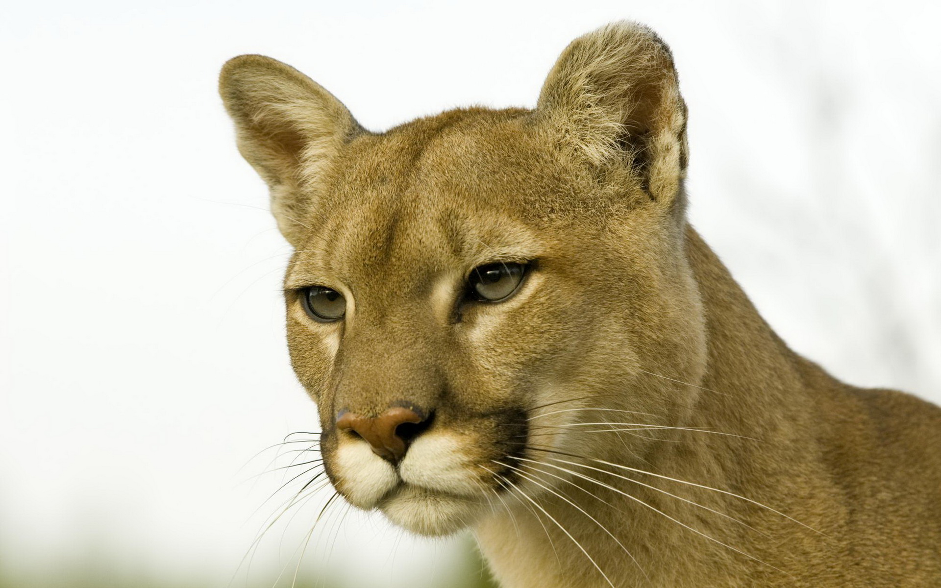 Descarga gratuita de fondo de pantalla para móvil de Puma, Gatos, Animales.