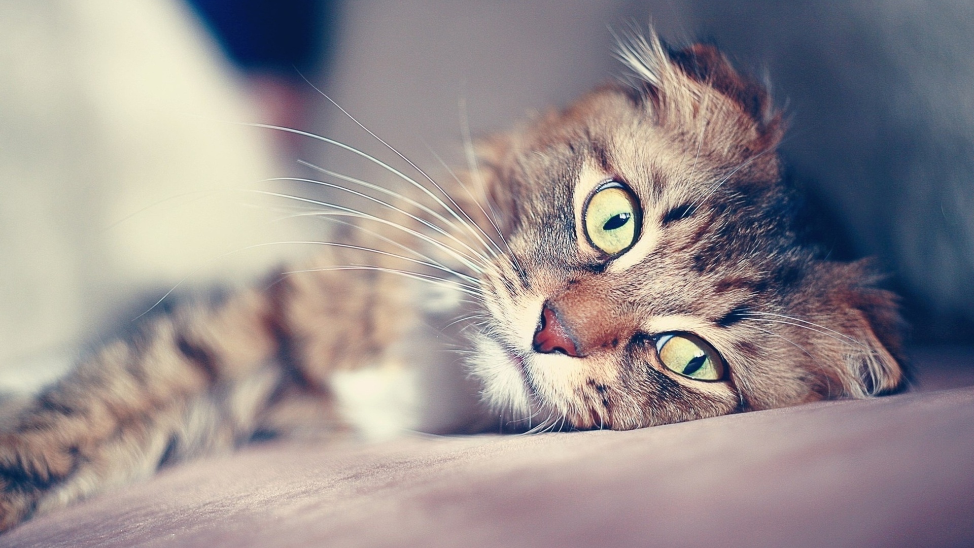 Download mobile wallpaper Cat, Cats, Animal for free.