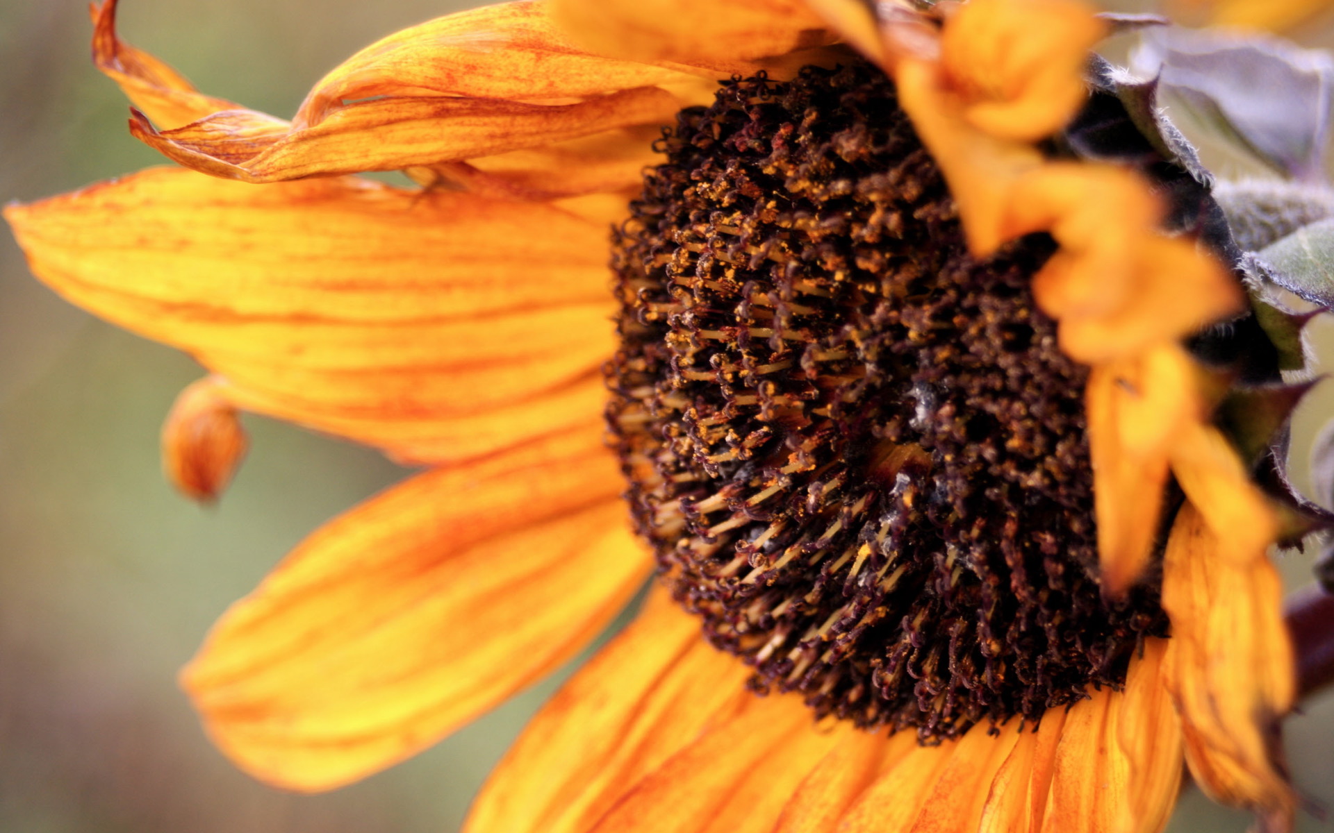 Téléchargez gratuitement l'image Tournesol, Fleurs, Fleur, Terre/nature sur le bureau de votre PC