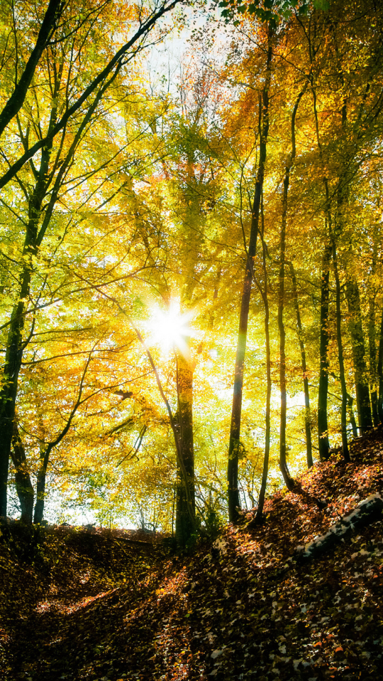 Download mobile wallpaper Sun, Forest, Tree, Leaf, Fall, Earth, Sunbeam for free.