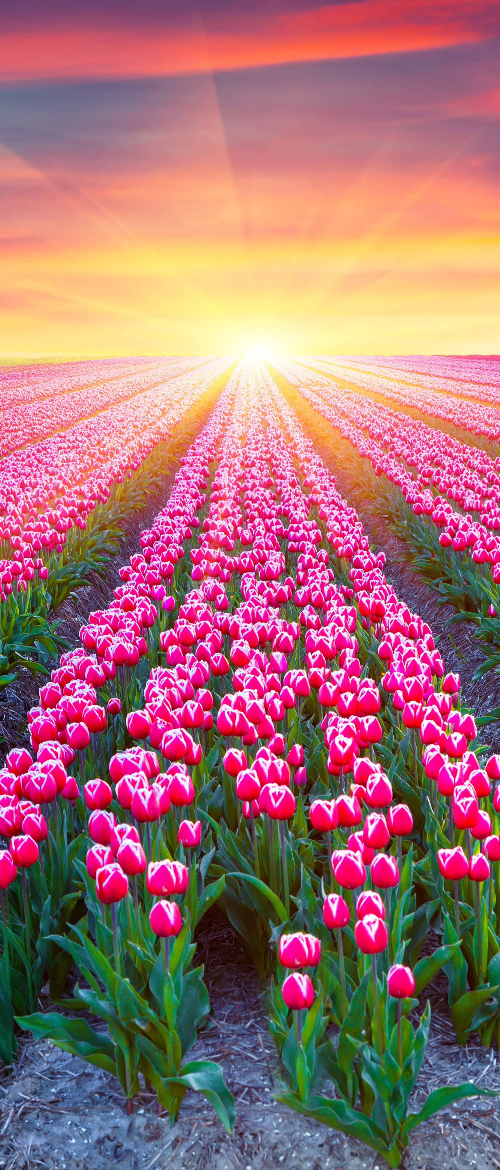 Free download wallpaper Flowers, Sunset, Earth, Field, Tulip, Pink Flower, Sunshine on your PC desktop