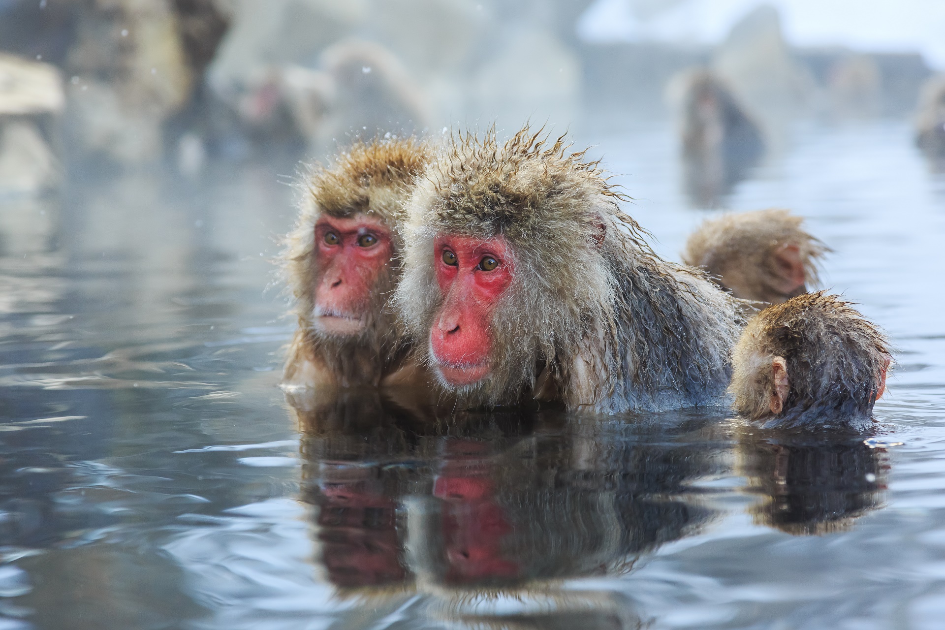 Téléchargez des papiers peints mobile Macaque Japonais, Singes, Animaux gratuitement.