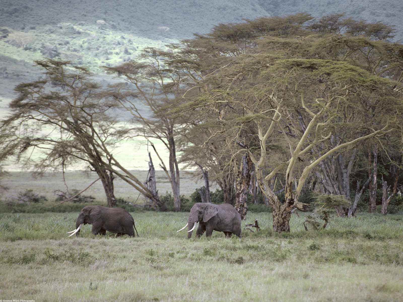 161637 завантажити картинку тварина, африканський чагарниковий слон, степ, слони - шпалери і заставки безкоштовно