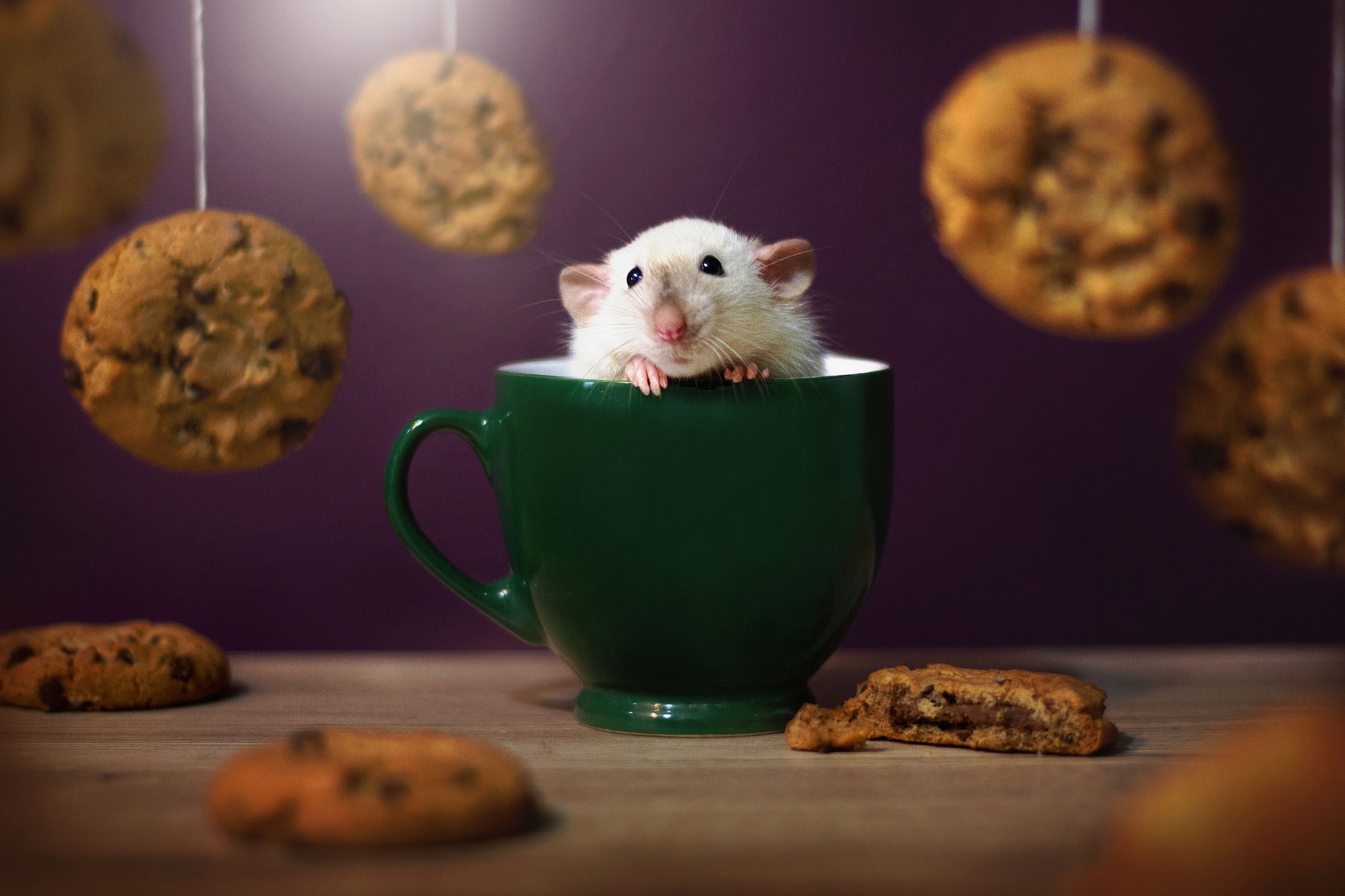 Download mobile wallpaper Cup, Animal, Mouse, Rodent, Cookie for free.