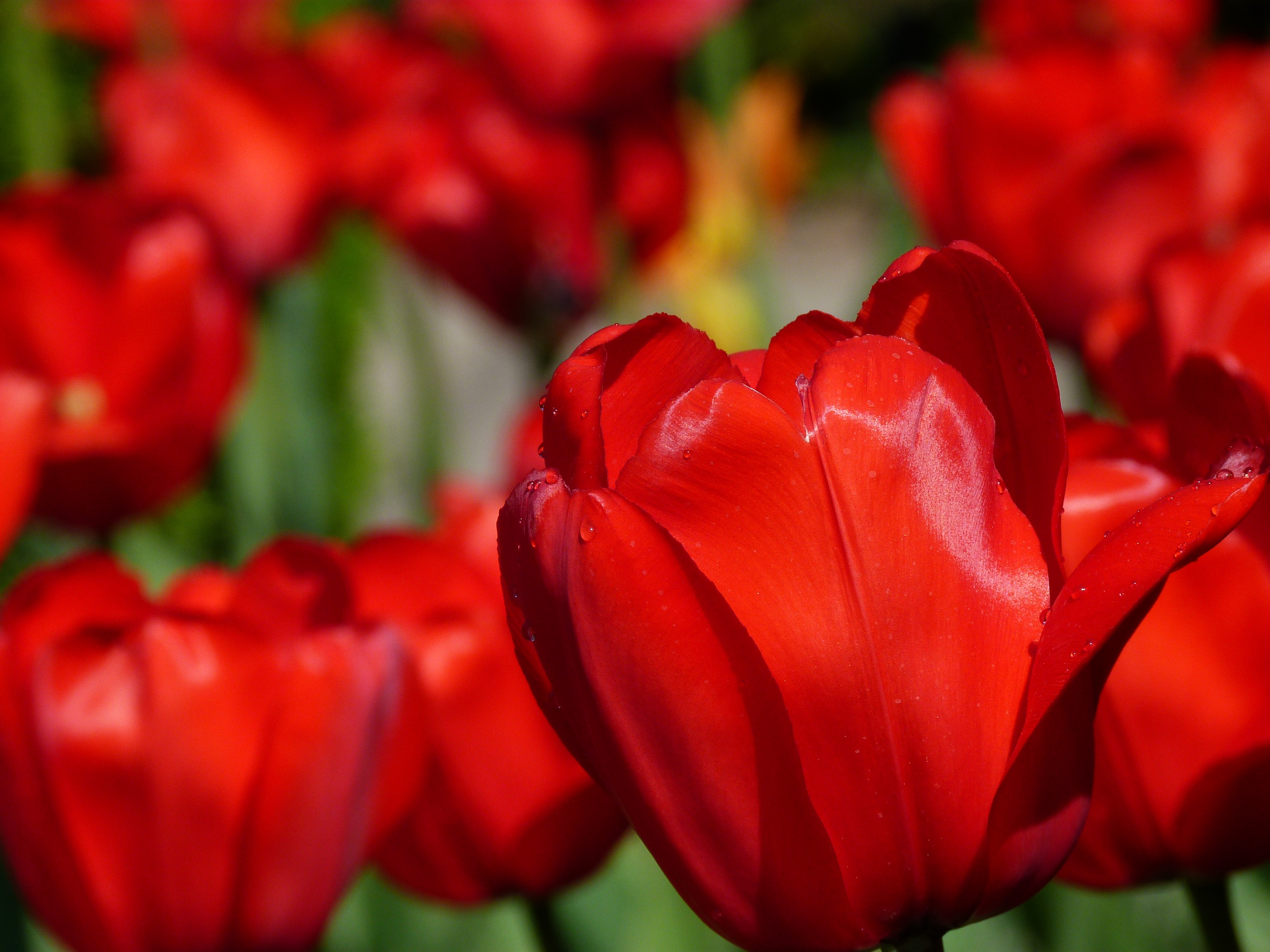 Baixar papel de parede para celular de Flores, Flor, Fechar Se, Tulipa, Flor Vermelha, Terra/natureza gratuito.