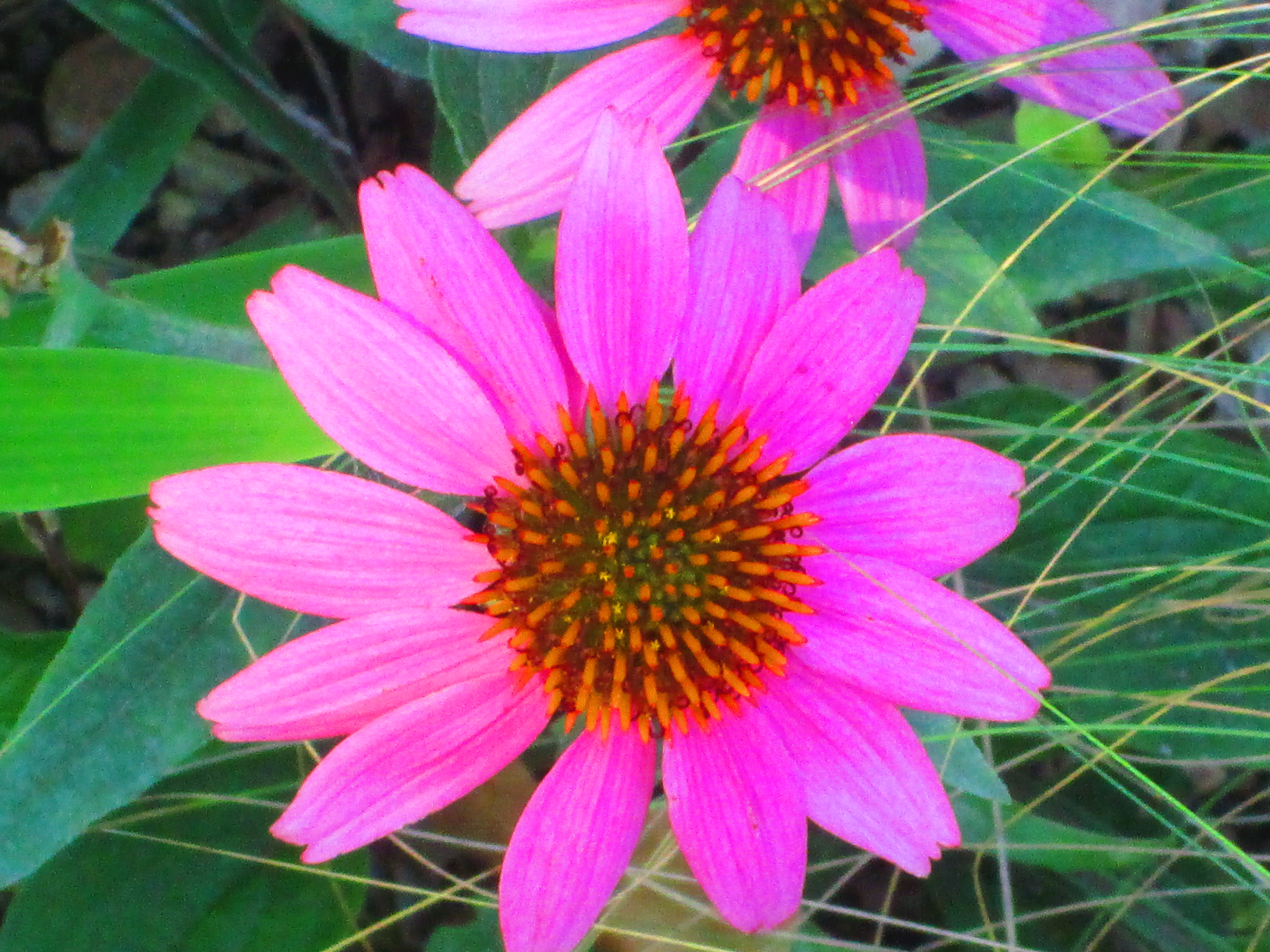 Baixe gratuitamente a imagem Natureza, Flores, Flor, Roxo, Terra/natureza na área de trabalho do seu PC