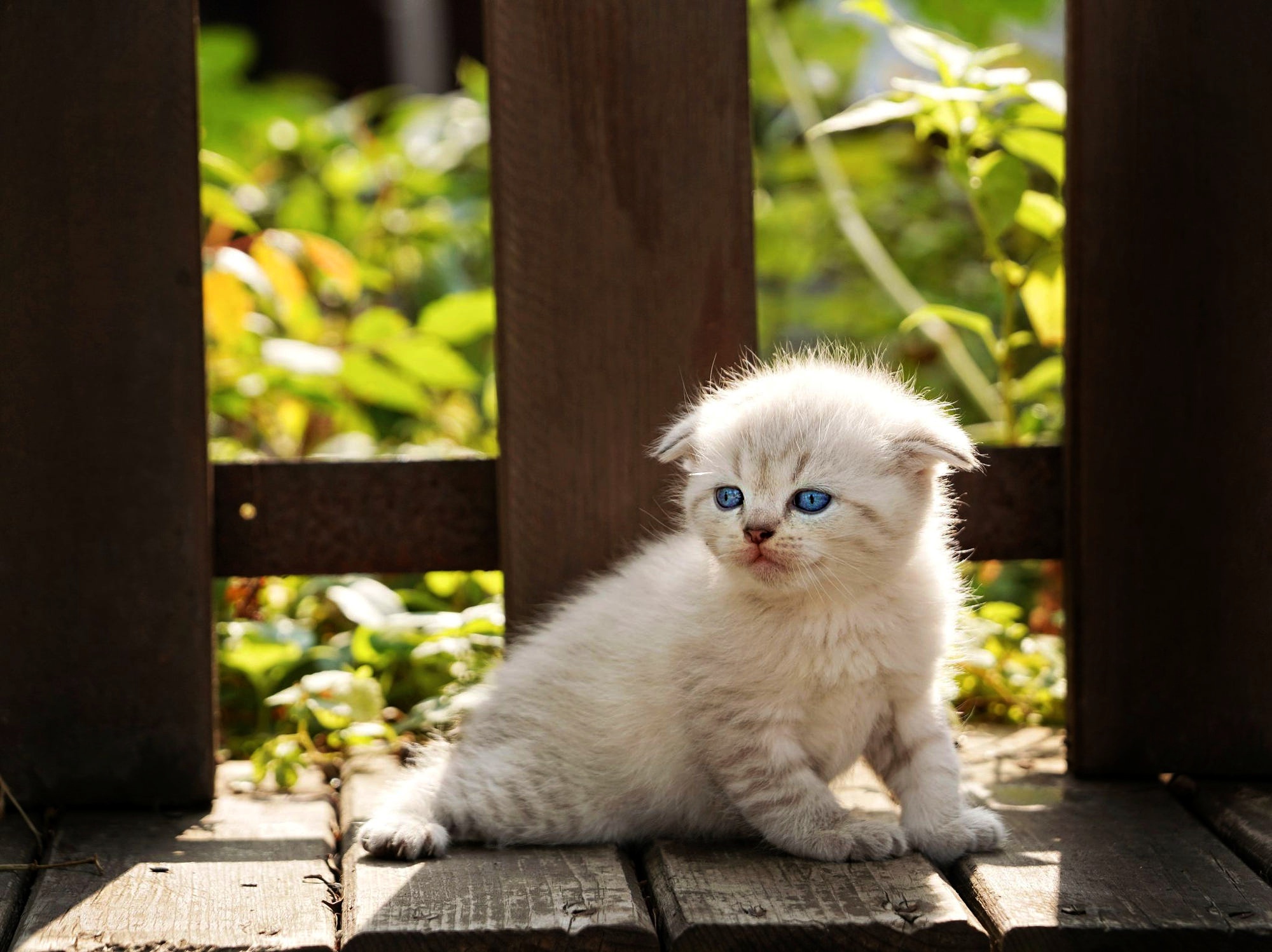 Download mobile wallpaper Cats, Cat, Kitten, Animal, Baby Animal for free.