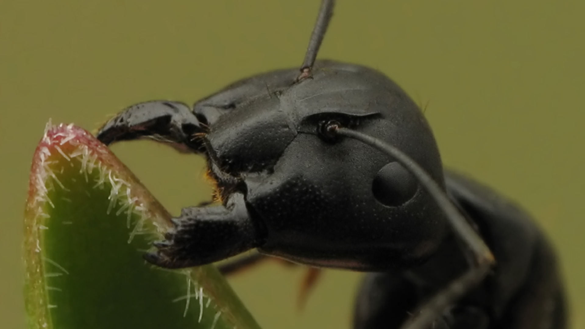 Descarga gratuita de fondo de pantalla para móvil de Animales, Insecto.