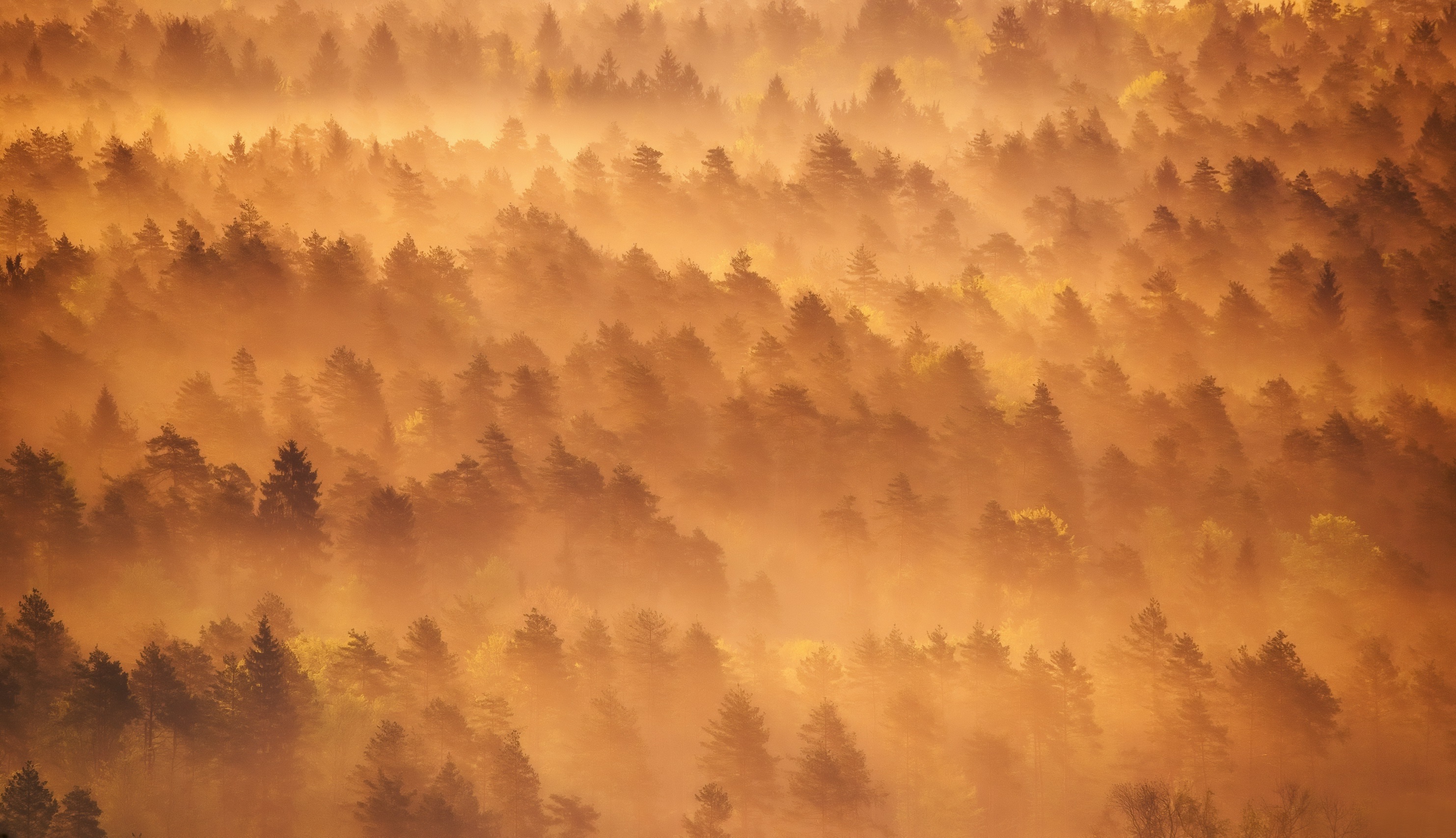 Free download wallpaper Nature, Forest, Fog, Earth, Aerial on your PC desktop