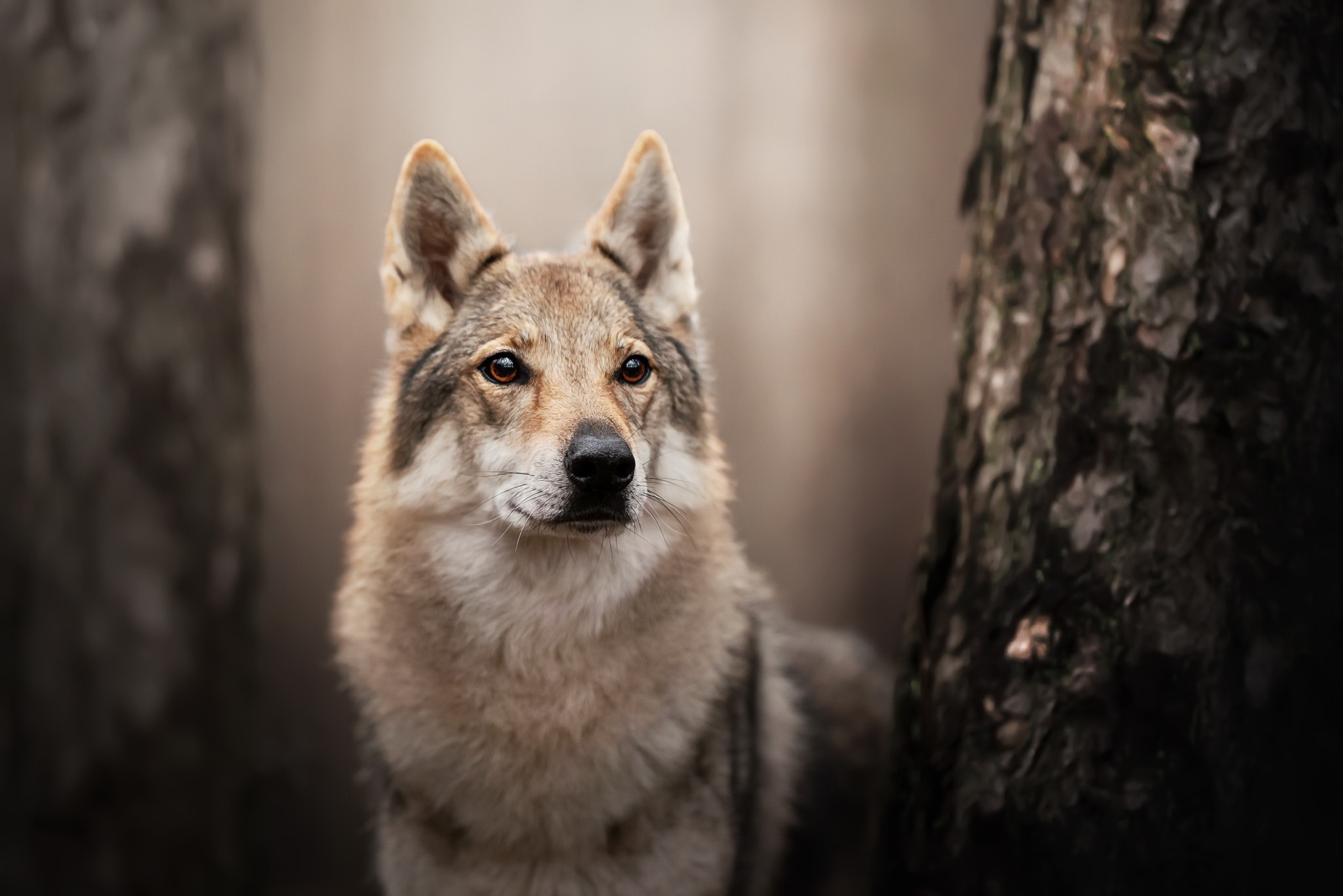 482047 Hintergrundbild herunterladen tiere, wolfshund, tschechoslowakischer wolfshund, hund, hunde - Bildschirmschoner und Bilder kostenlos