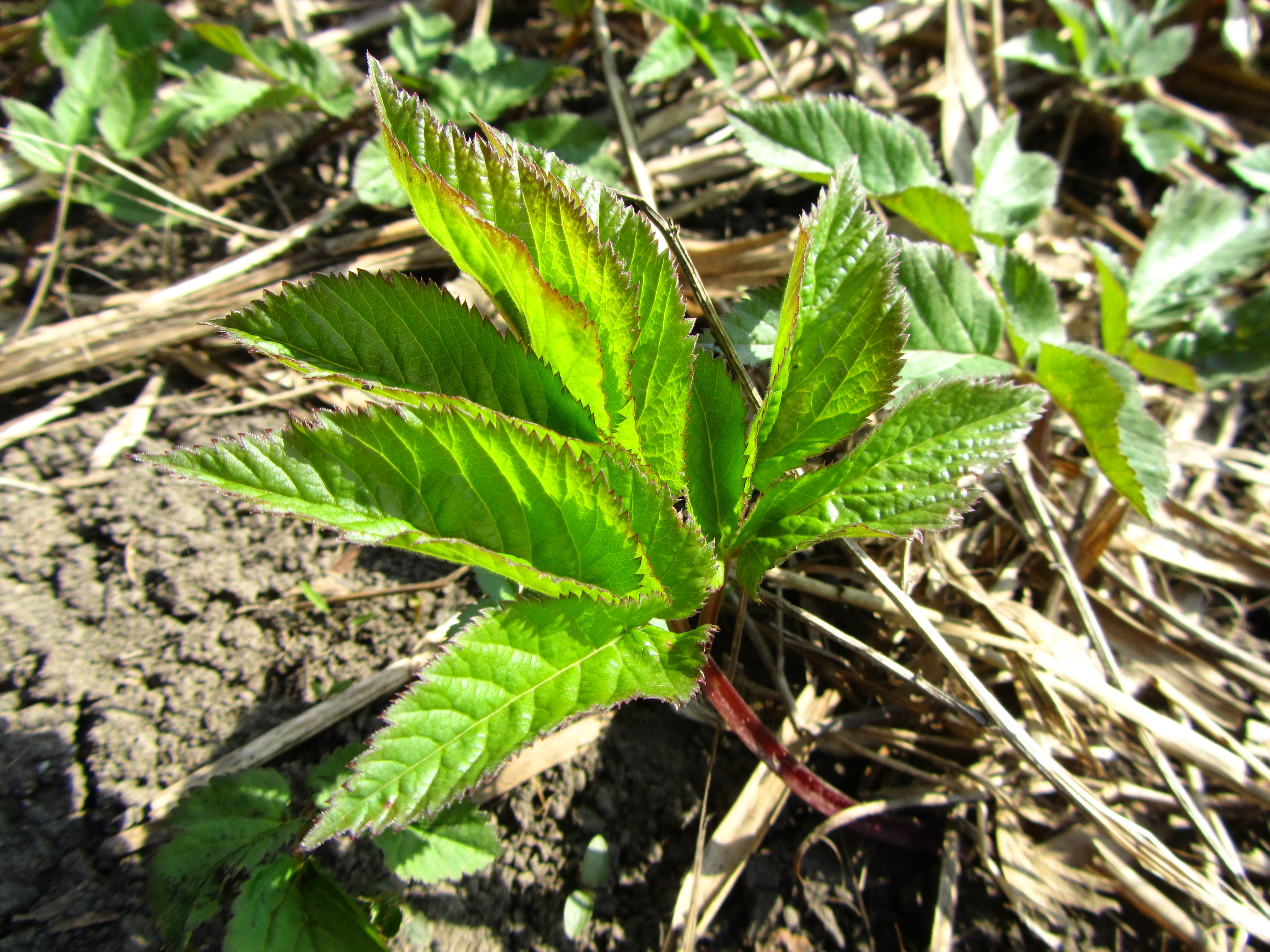 Téléchargez des papiers peints mobile Plante, Terre/nature gratuitement.