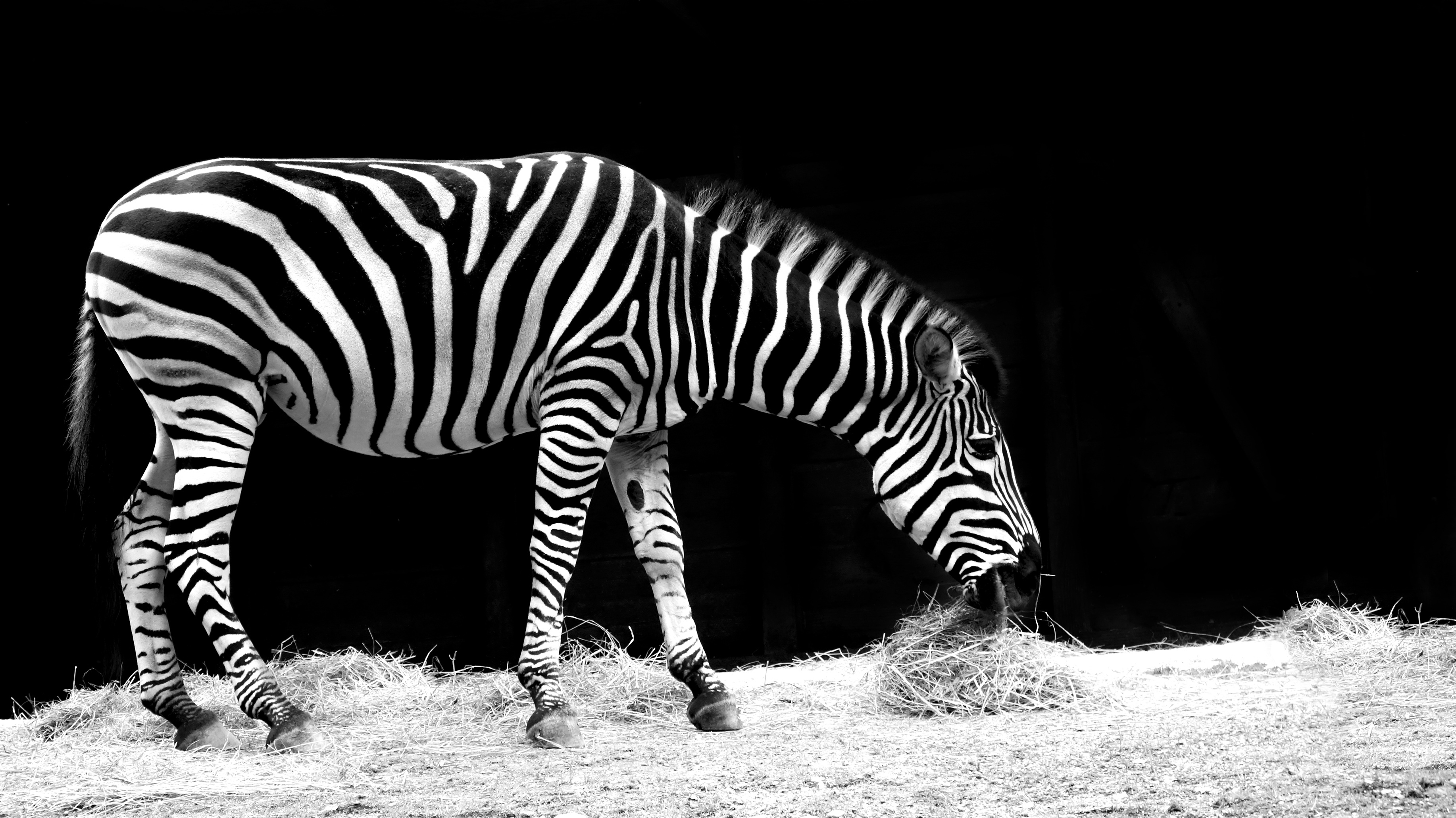 Laden Sie das Tiere, Schwarz Weiß, Zebra-Bild kostenlos auf Ihren PC-Desktop herunter