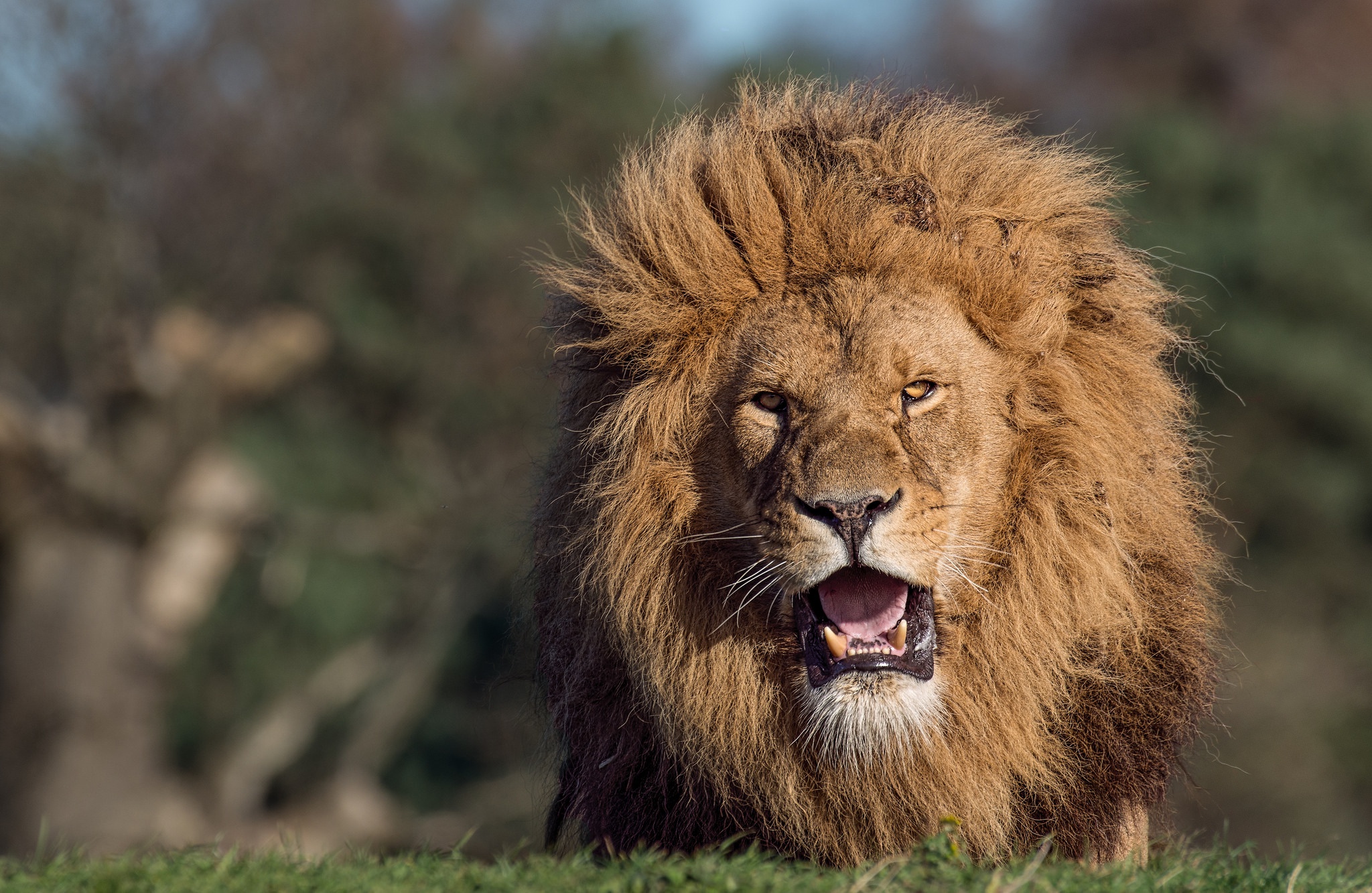 PCデスクトップに動物, ライオン, 猫, 被写界深度画像を無料でダウンロード