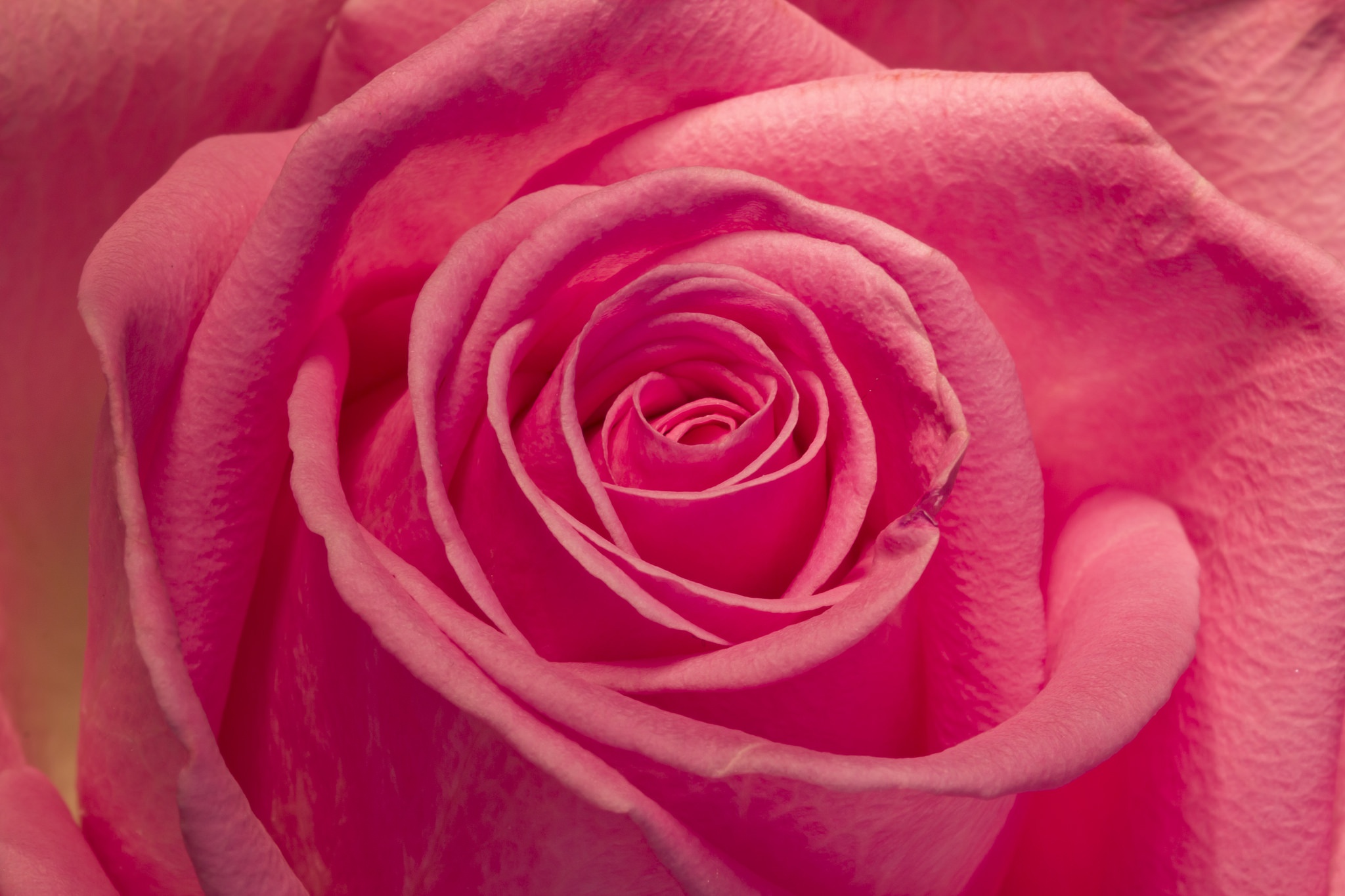 Free download wallpaper Nature, Flowers, Flower, Macro, Rose, Bud, Earth, Pink Flower on your PC desktop