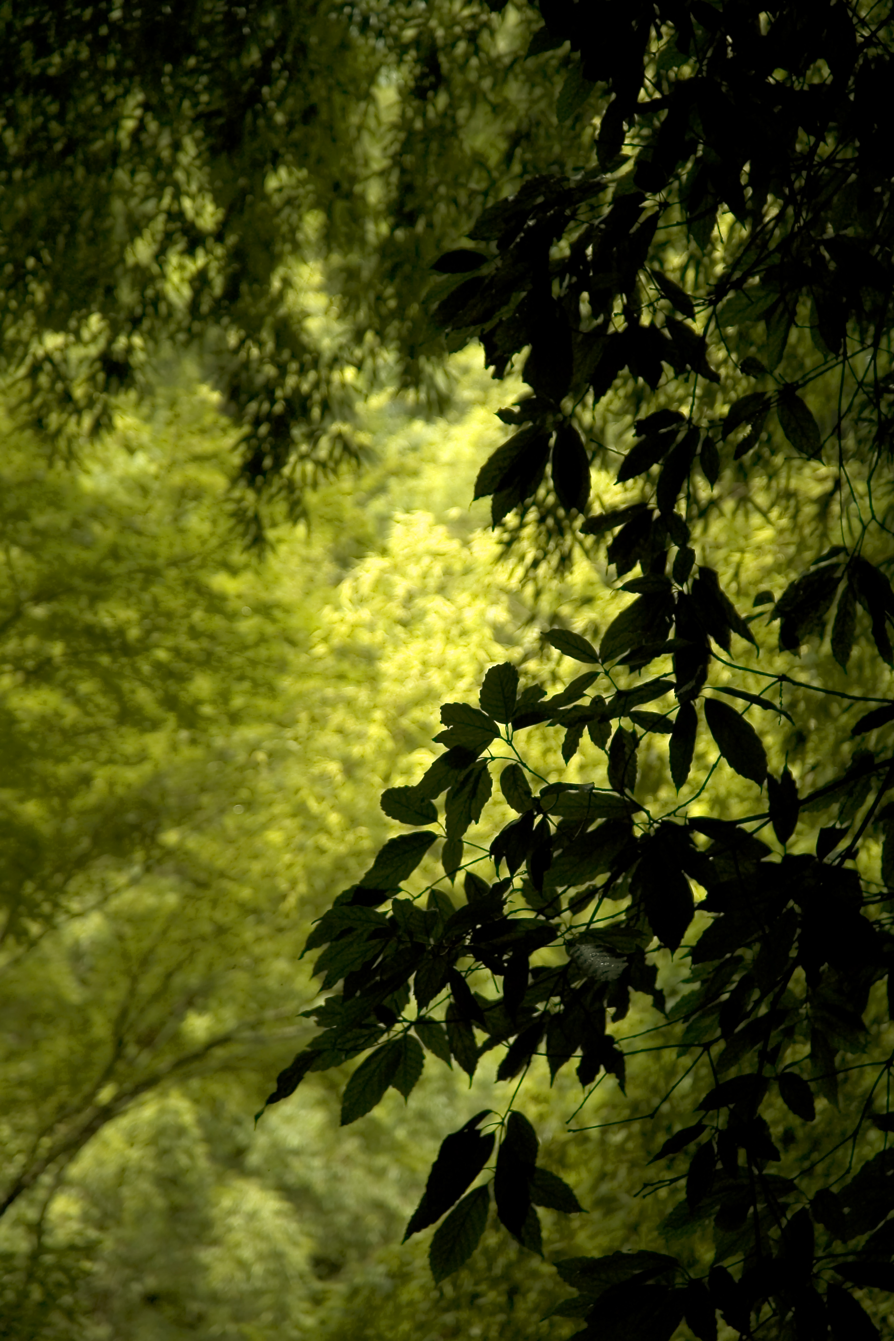 Laden Sie das Natur, Blätter, Zweig, Ast, Wind-Bild kostenlos auf Ihren PC-Desktop herunter