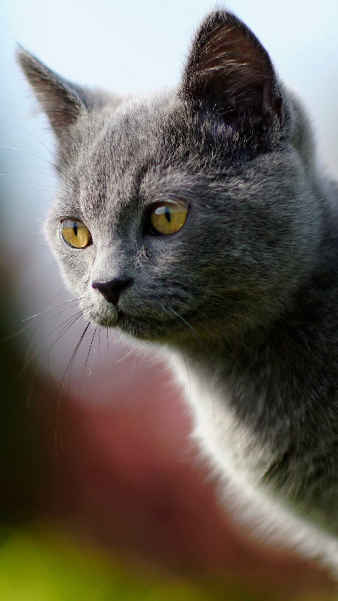 Handy-Wallpaper Tiere, Katzen, Katze, Tiefenschärfe kostenlos herunterladen.