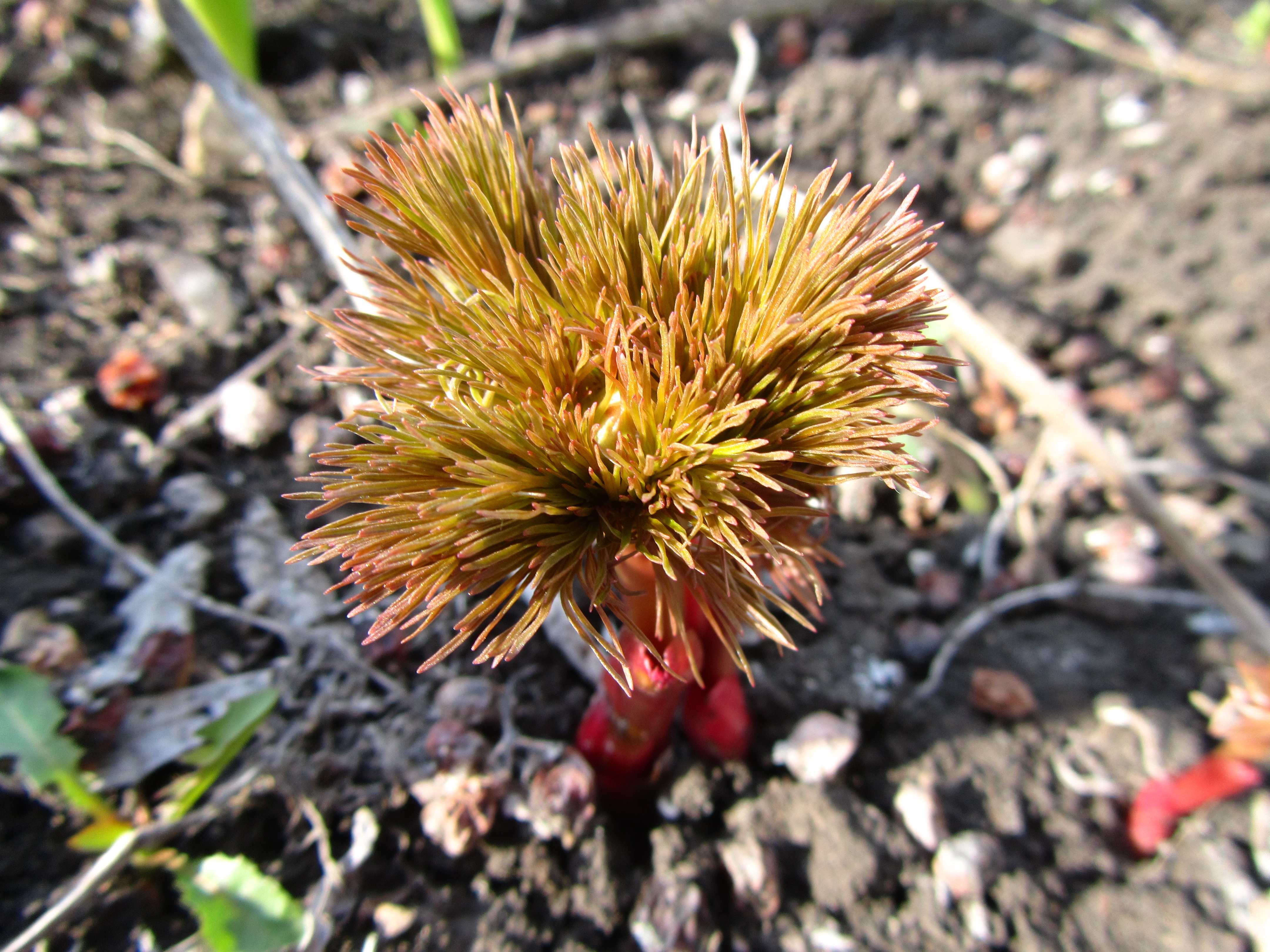 Descarga gratis la imagen Planta, Tierra/naturaleza en el escritorio de tu PC