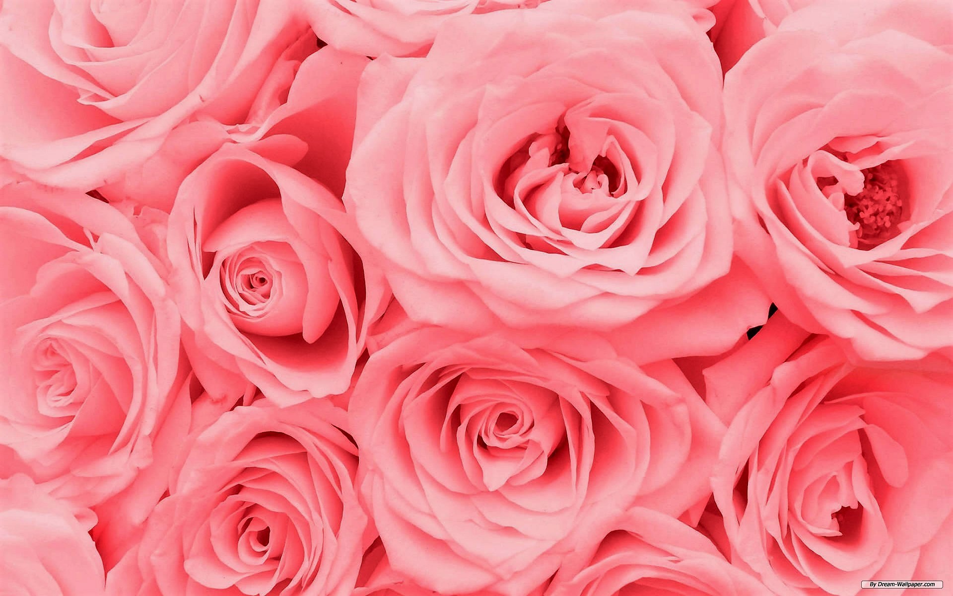 Скачать обои бесплатно Цветок, Роза, Земля, Земля/природа, Розовый Цветок, Розовая Роза картинка на рабочий стол ПК