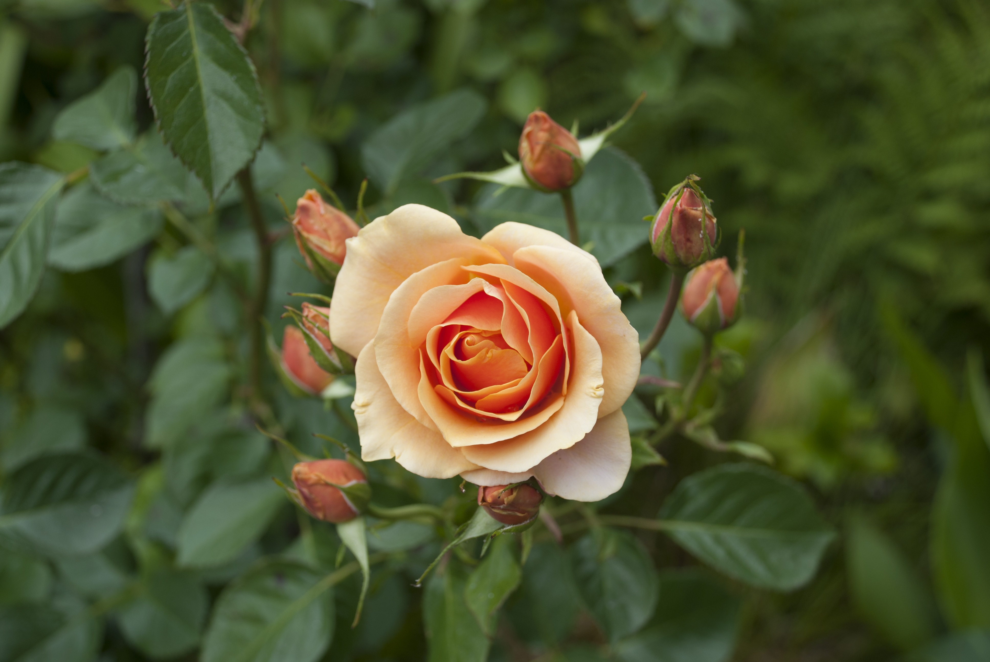 Baixe gratuitamente a imagem Flores, Rosa, Flor, Broto, Terra/natureza na área de trabalho do seu PC