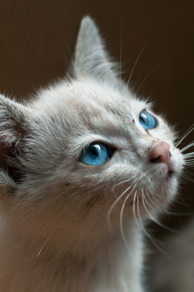 Download mobile wallpaper Cats, Cat, Kitten, Animal, Blue Eyes for free.