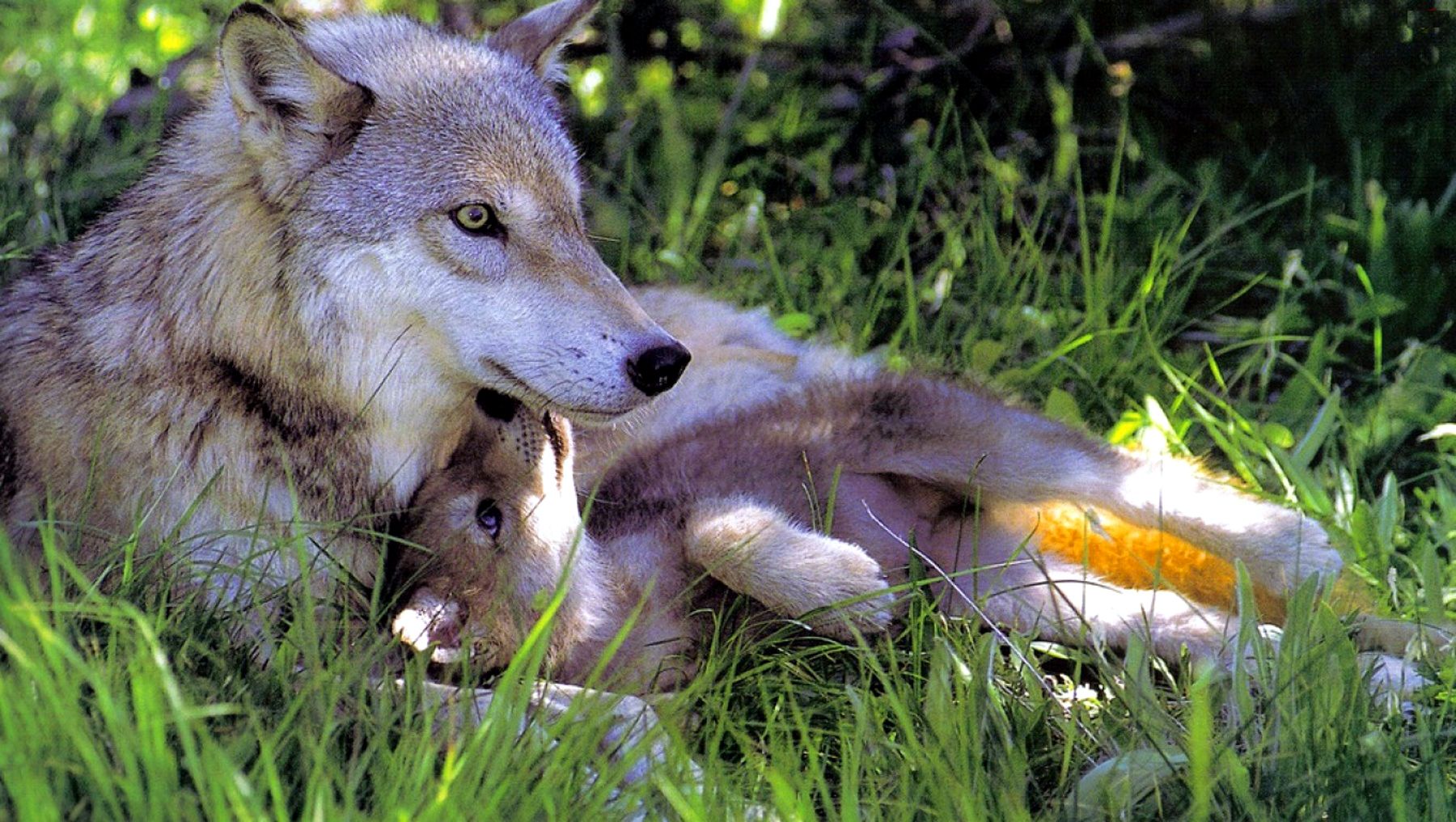 Download mobile wallpaper Love, Wolf, Animal, Baby Animal, Cub for free.