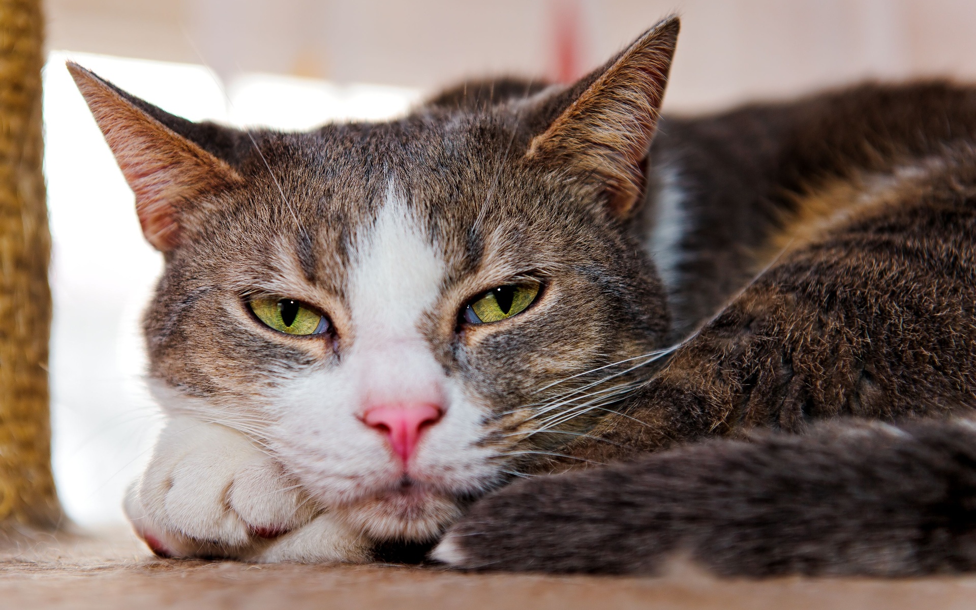 Baixar papel de parede para celular de Animais, Gatos, Gato gratuito.