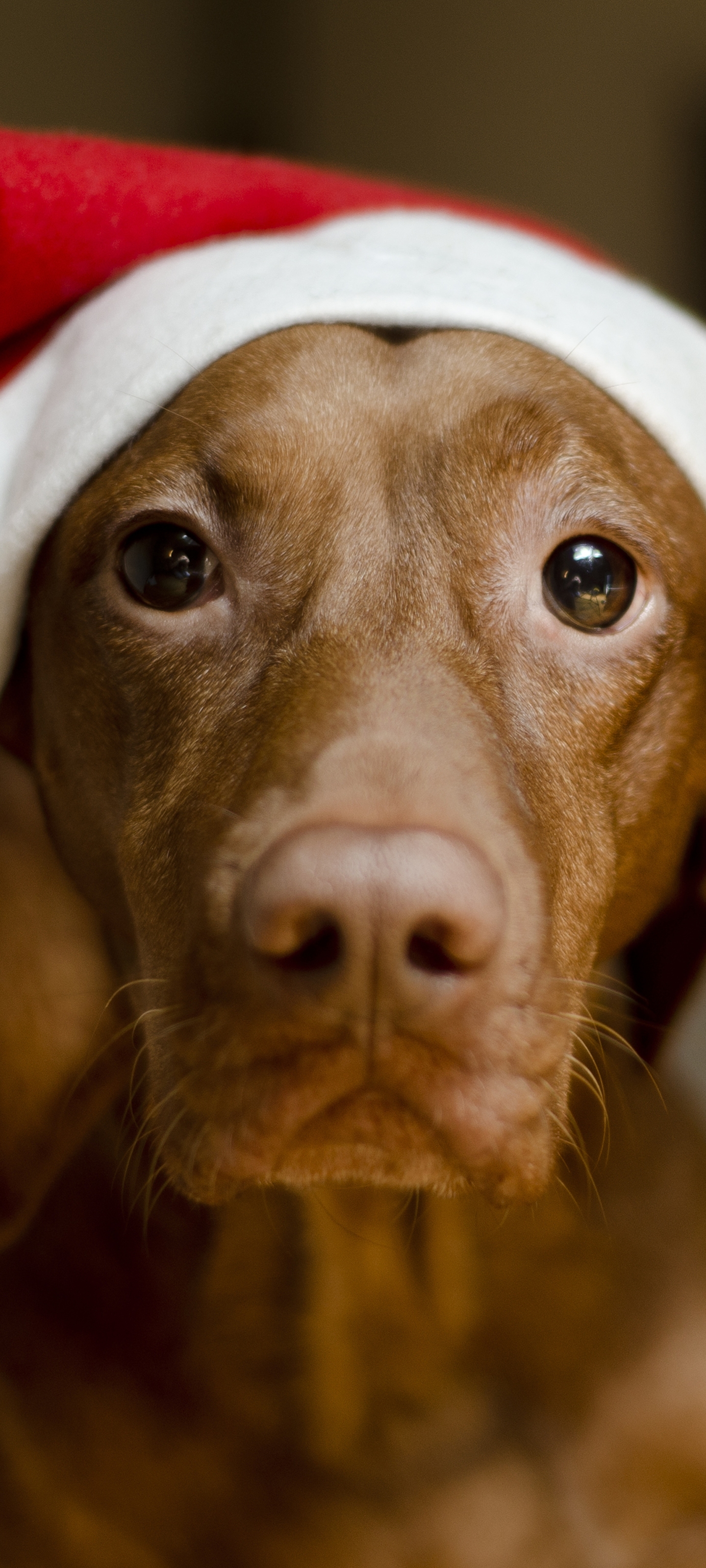 Free download wallpaper Dogs, Dog, Animal, Vizsla on your PC desktop