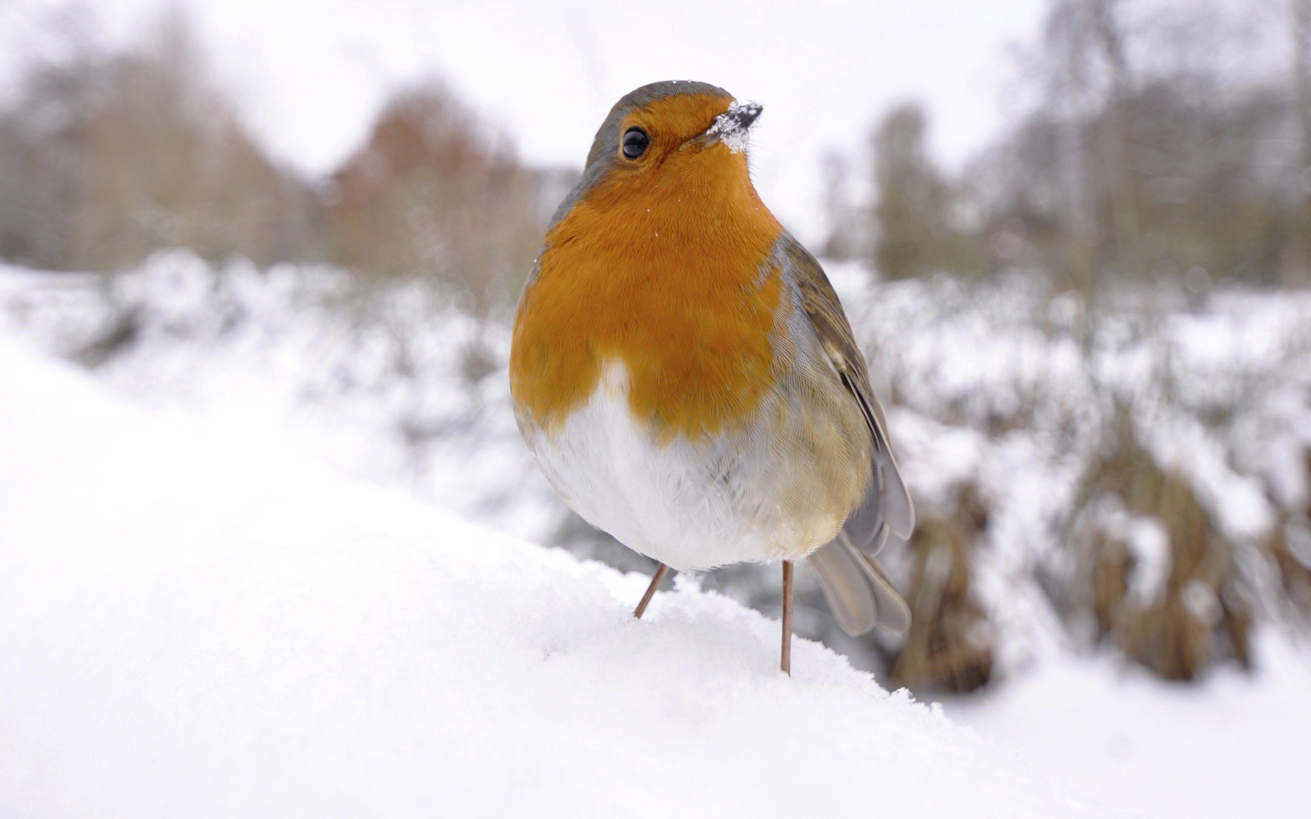 Download mobile wallpaper Snow, Animals, Winter, Bird for free.