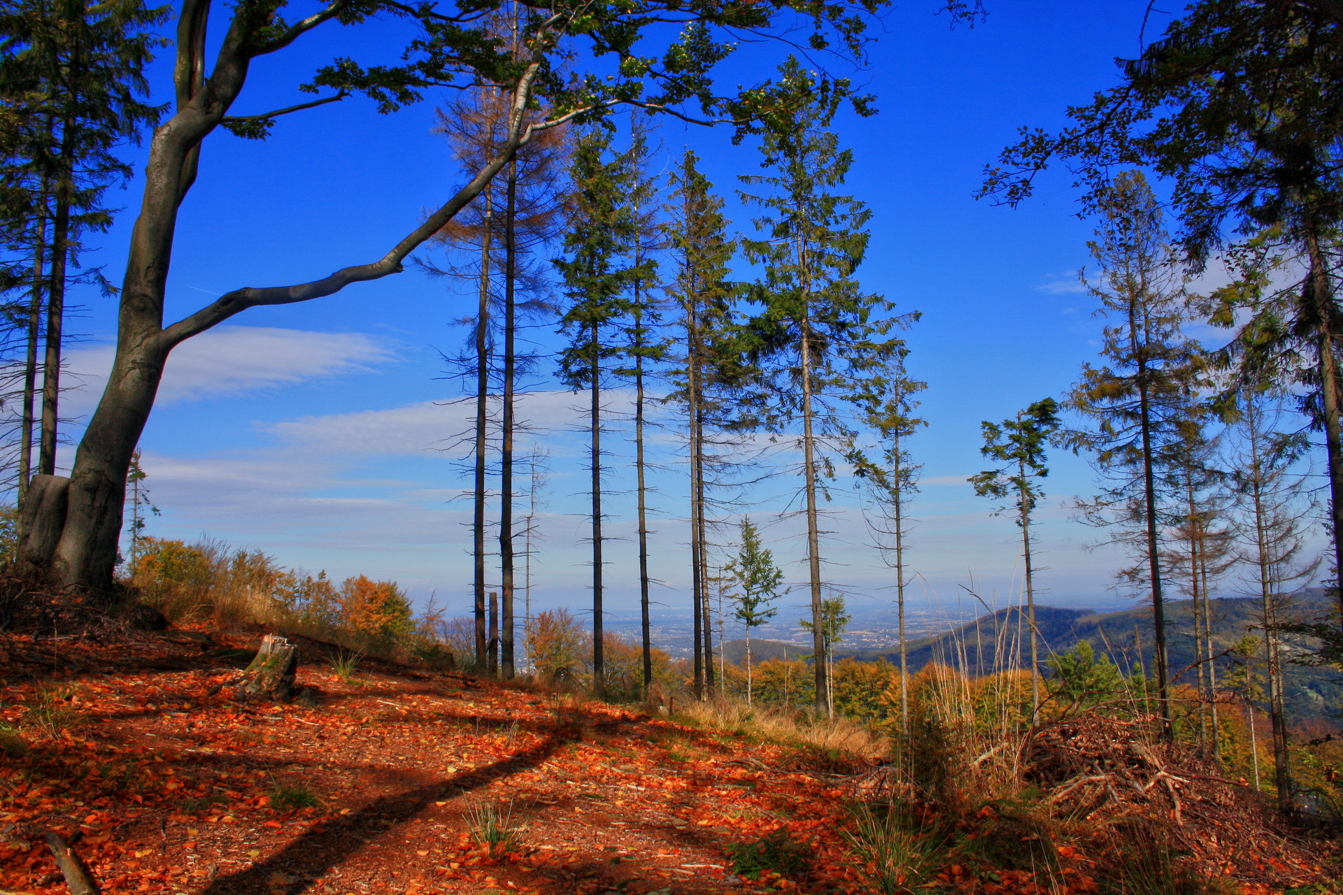 Handy-Wallpaper Wald, Sky, Bäume, Grass, Natur, Herbst kostenlos herunterladen.