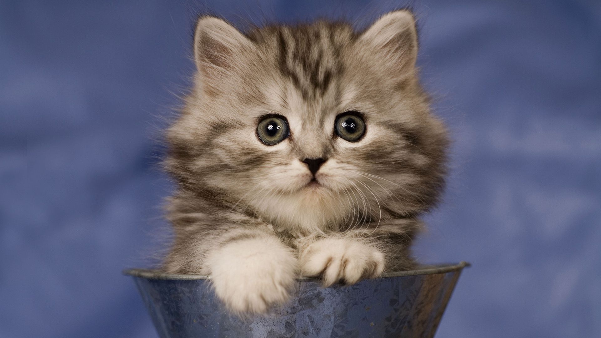 Free download wallpaper Animals, Sit, Fluffy, Kitty, Kitten, Glass on your PC desktop