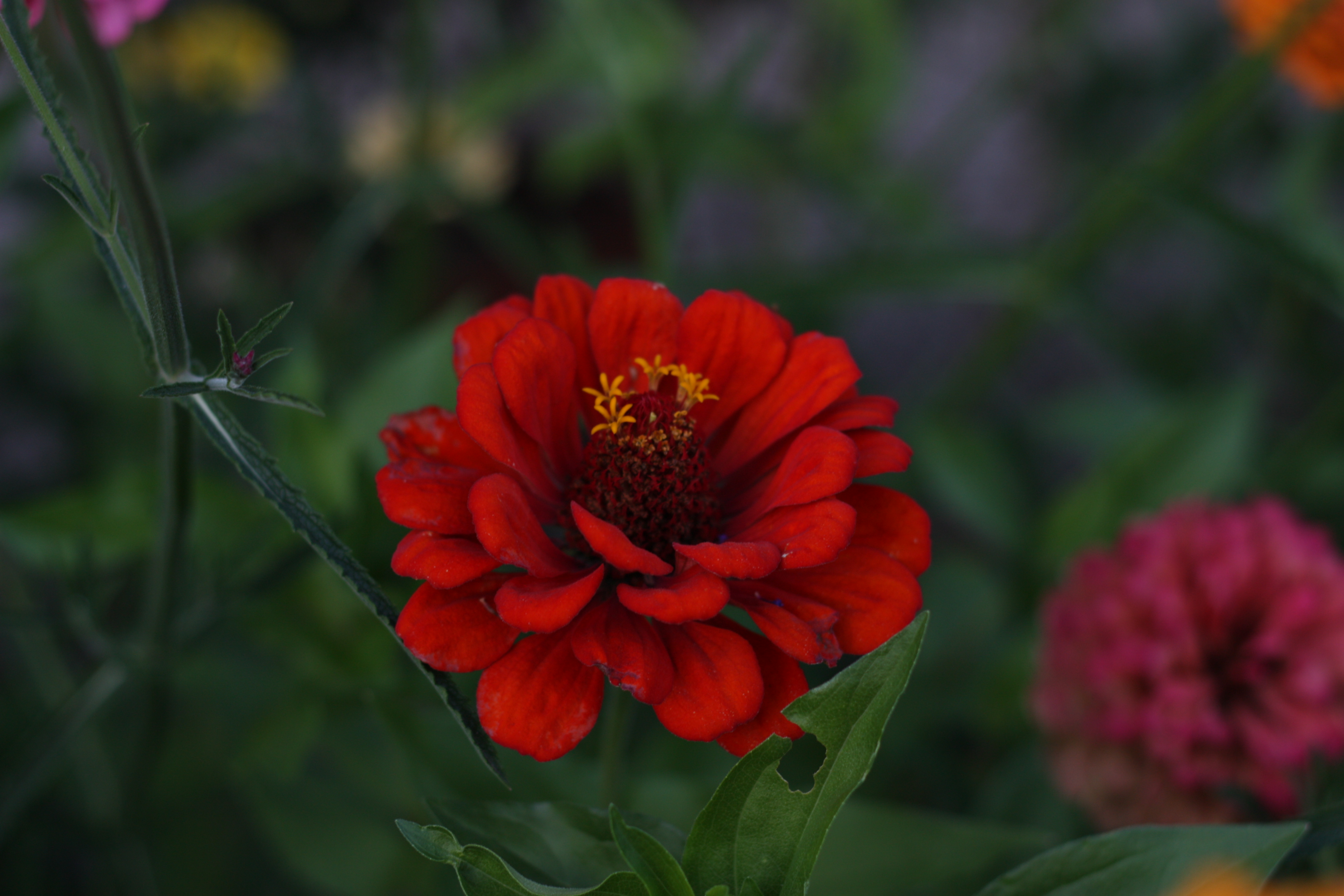 Descarga gratis la imagen Flores, Flor, Tierra/naturaleza en el escritorio de tu PC