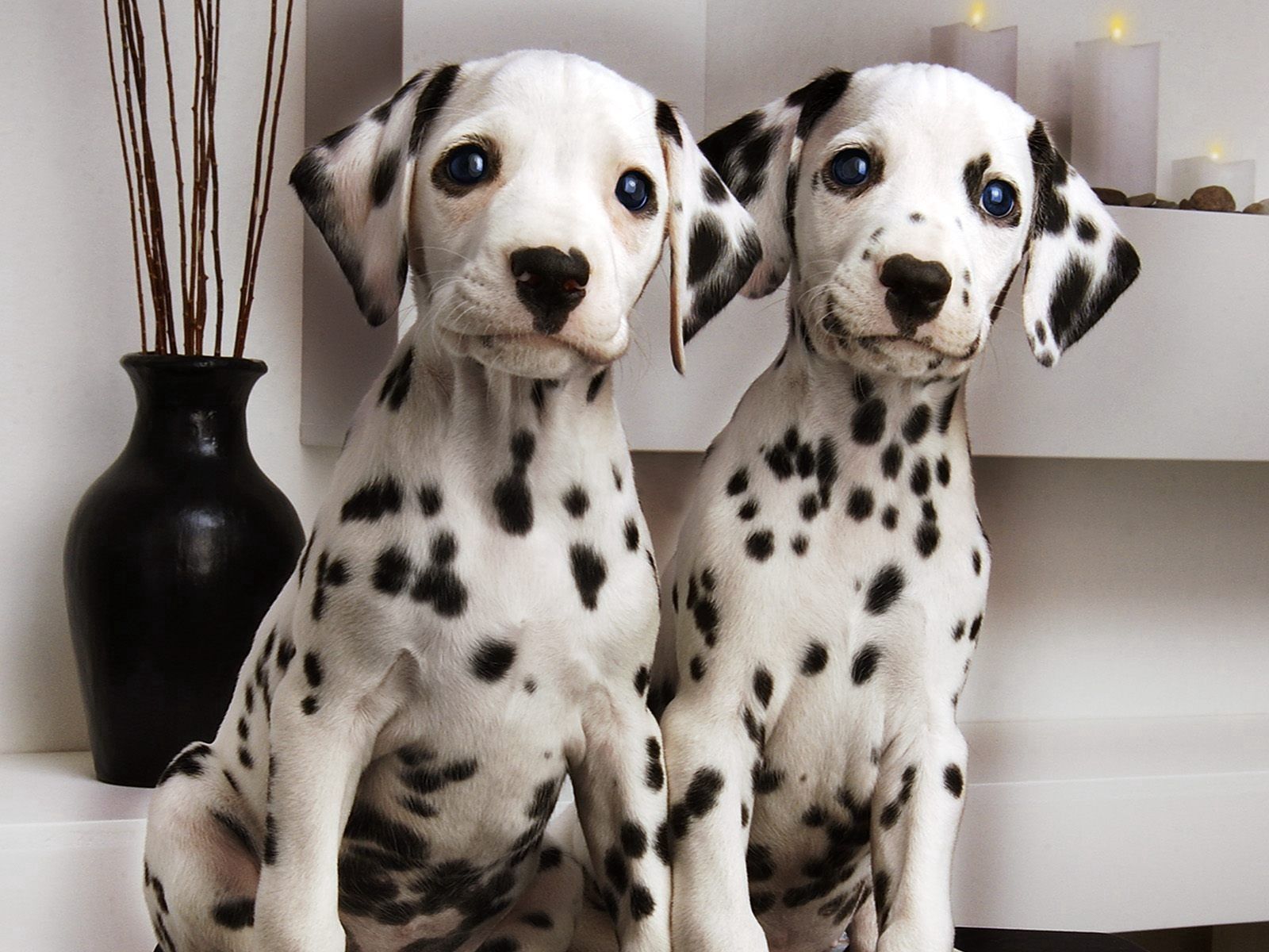 puppies, animals, couple, pair, spotted, spotty, dalmatians, dalmatines