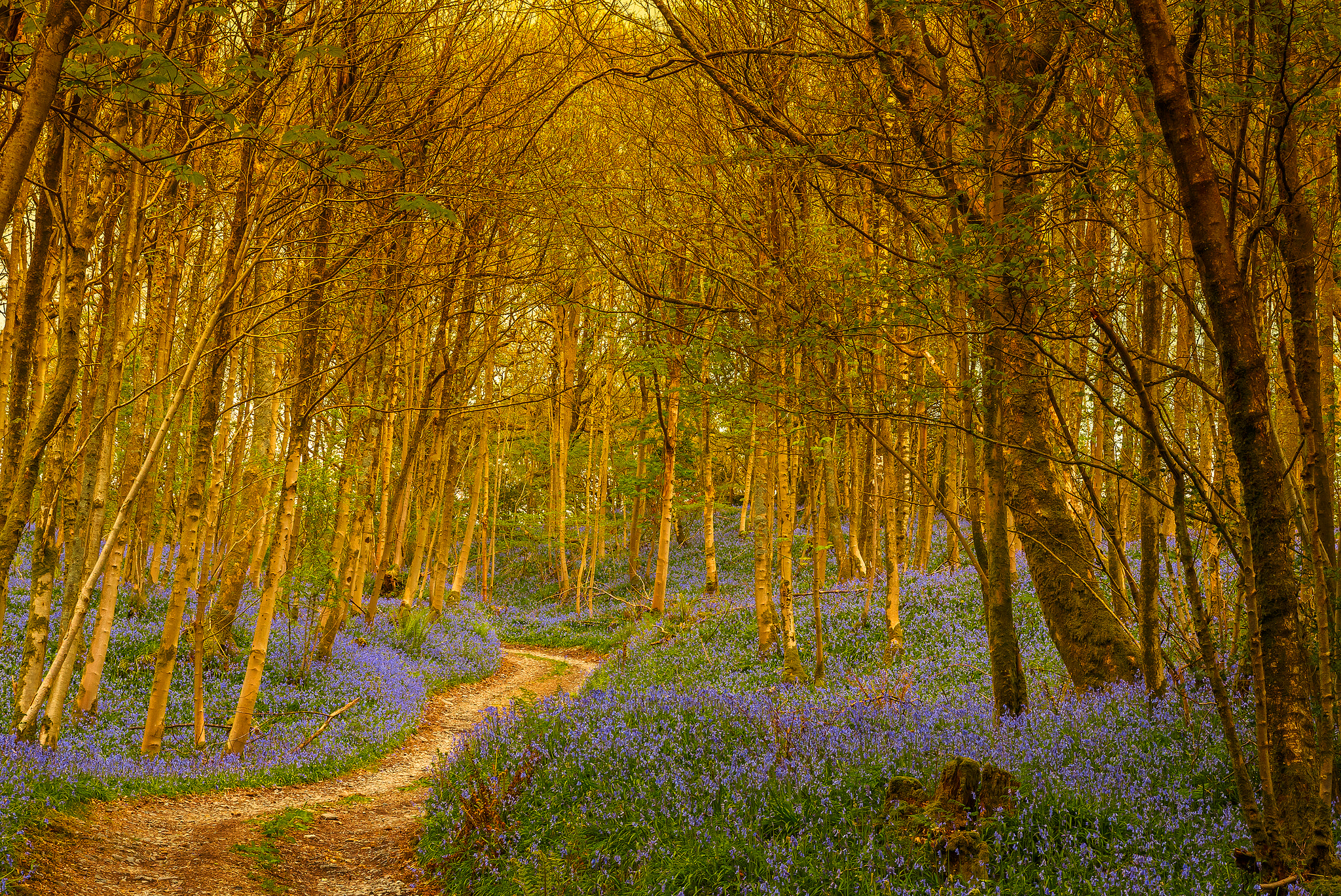 Téléchargez des papiers peints mobile Fleur, Forêt, Arbre, Chemin, La Nature, Terre/nature gratuitement.