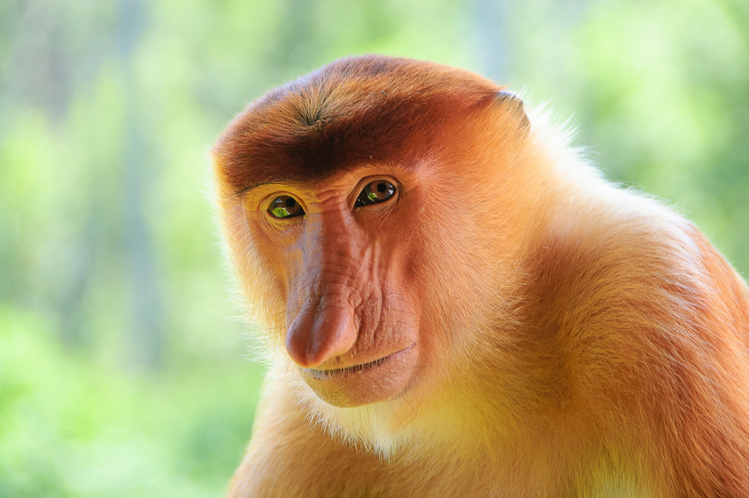 Download mobile wallpaper Muzzle, Nose, Animals, Monkey for free.