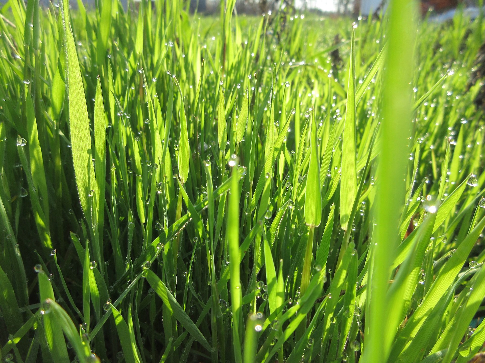 Free download wallpaper Grass, Earth on your PC desktop