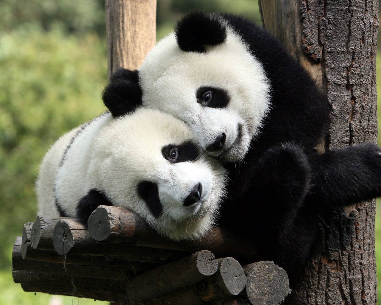 pandas, animals, bears Full HD