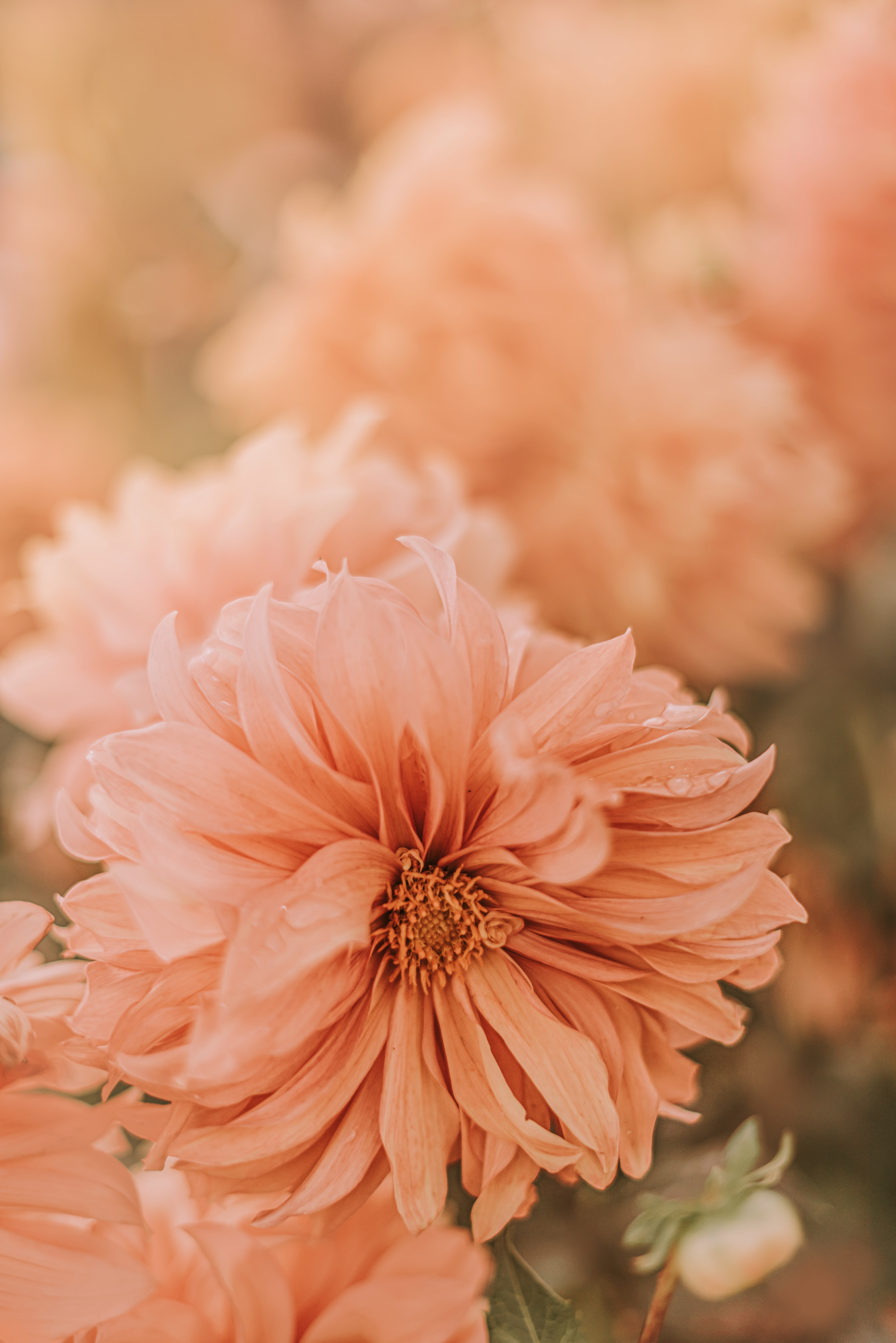 Free download wallpaper Flowers, Pink, Chrysanthemum, Flower, Dew, Wet on your PC desktop