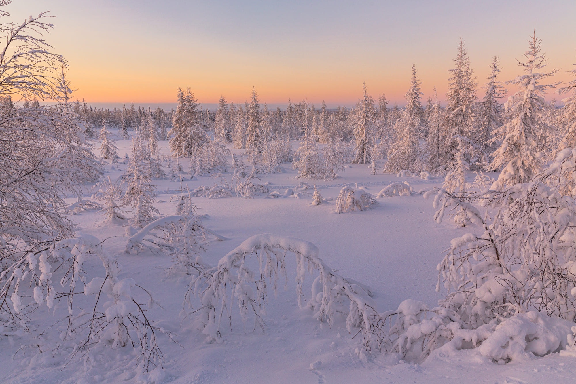 Baixe gratuitamente a imagem Inverno, Neve, Floresta, Abeto, Manhã, Terra/natureza, Alvorecer na área de trabalho do seu PC