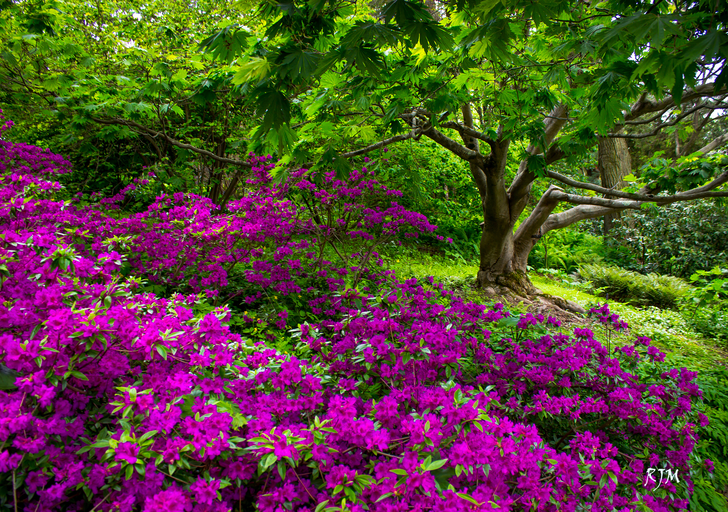Скачать картинку Цветок, Парк, Дерево, Зеленый, Весна, Фиолетовый Цветок, Земля/природа, Флауэрсы в телефон бесплатно.