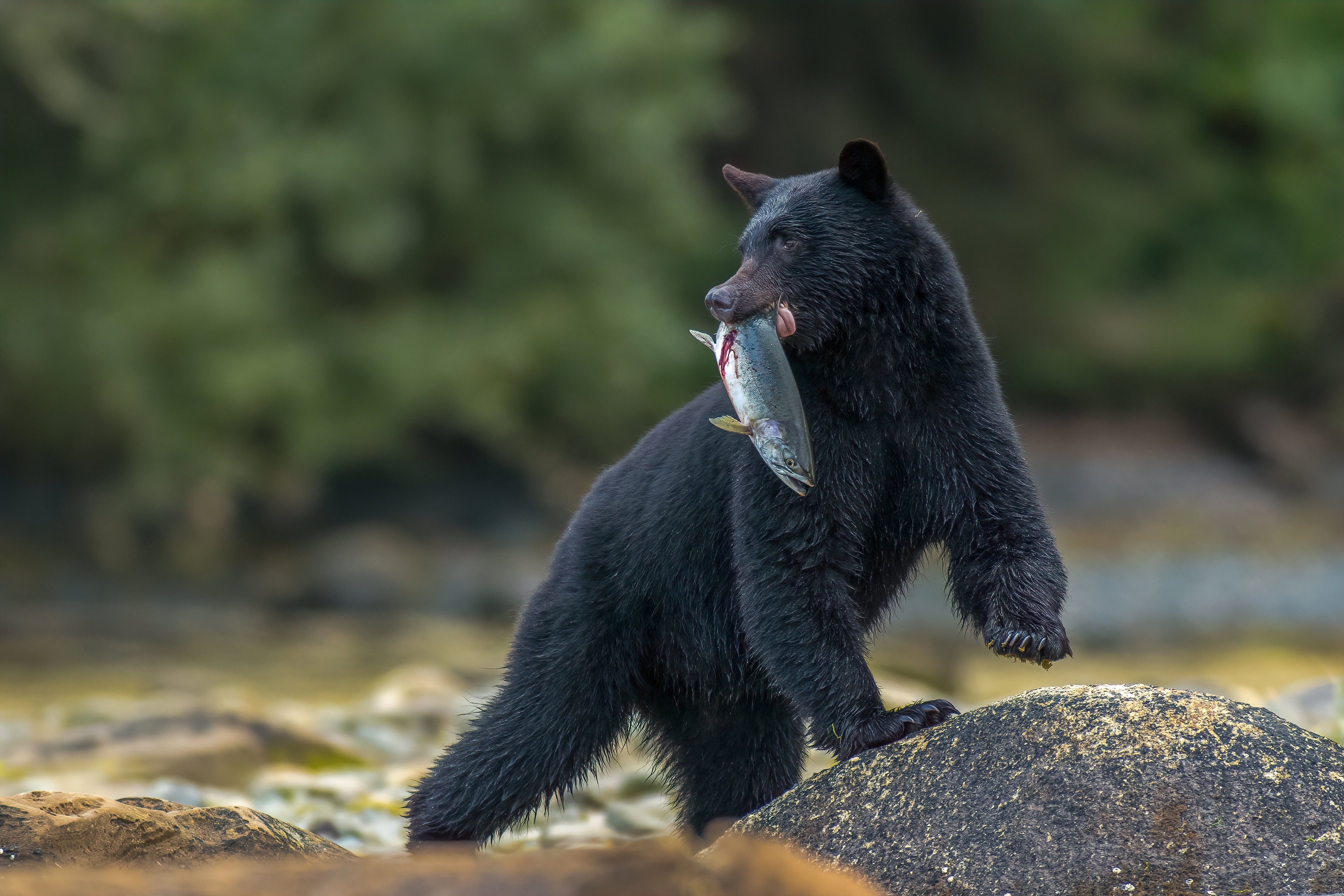 Laden Sie das Tiere, Bären, Amerikanischer Schwarzbär-Bild kostenlos auf Ihren PC-Desktop herunter