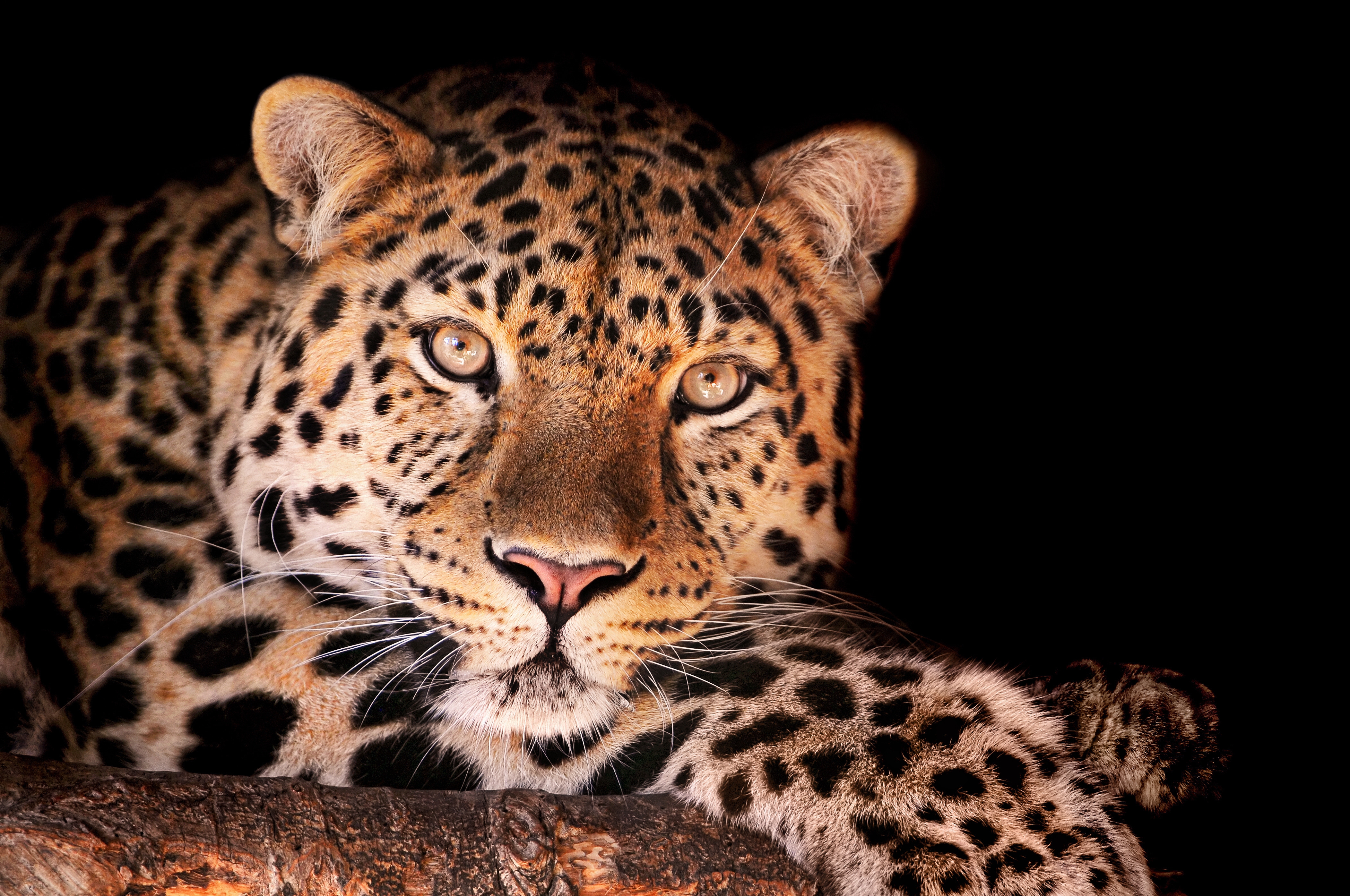 Download mobile wallpaper Muzzle, Spotty, Animals, Spotted, Leopard, Dark for free.