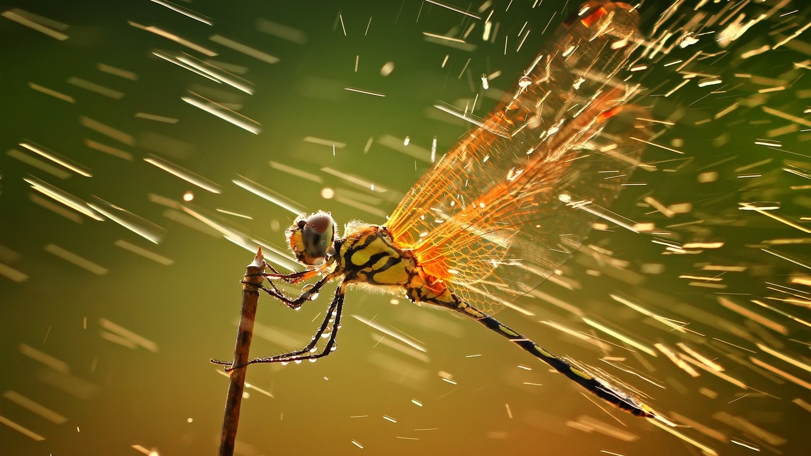 Free download wallpaper Animal, Dragonfly on your PC desktop