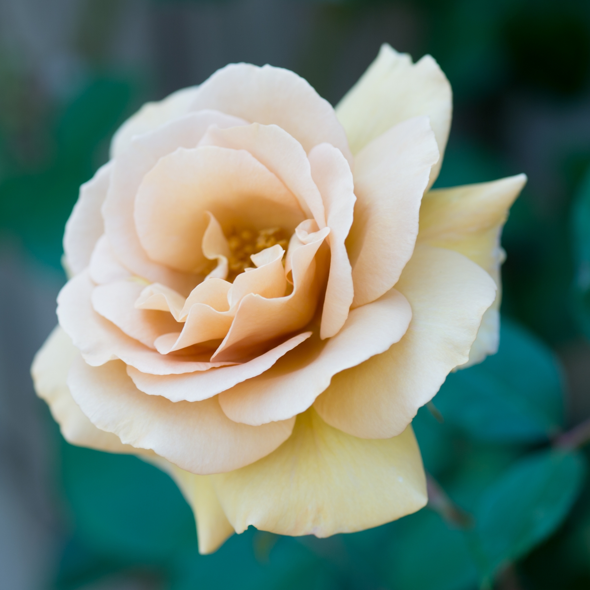 Descarga gratuita de fondo de pantalla para móvil de Flores, Rosa, Flor, Macro, Bokeh, Tierra/naturaleza, Macrofotografía.