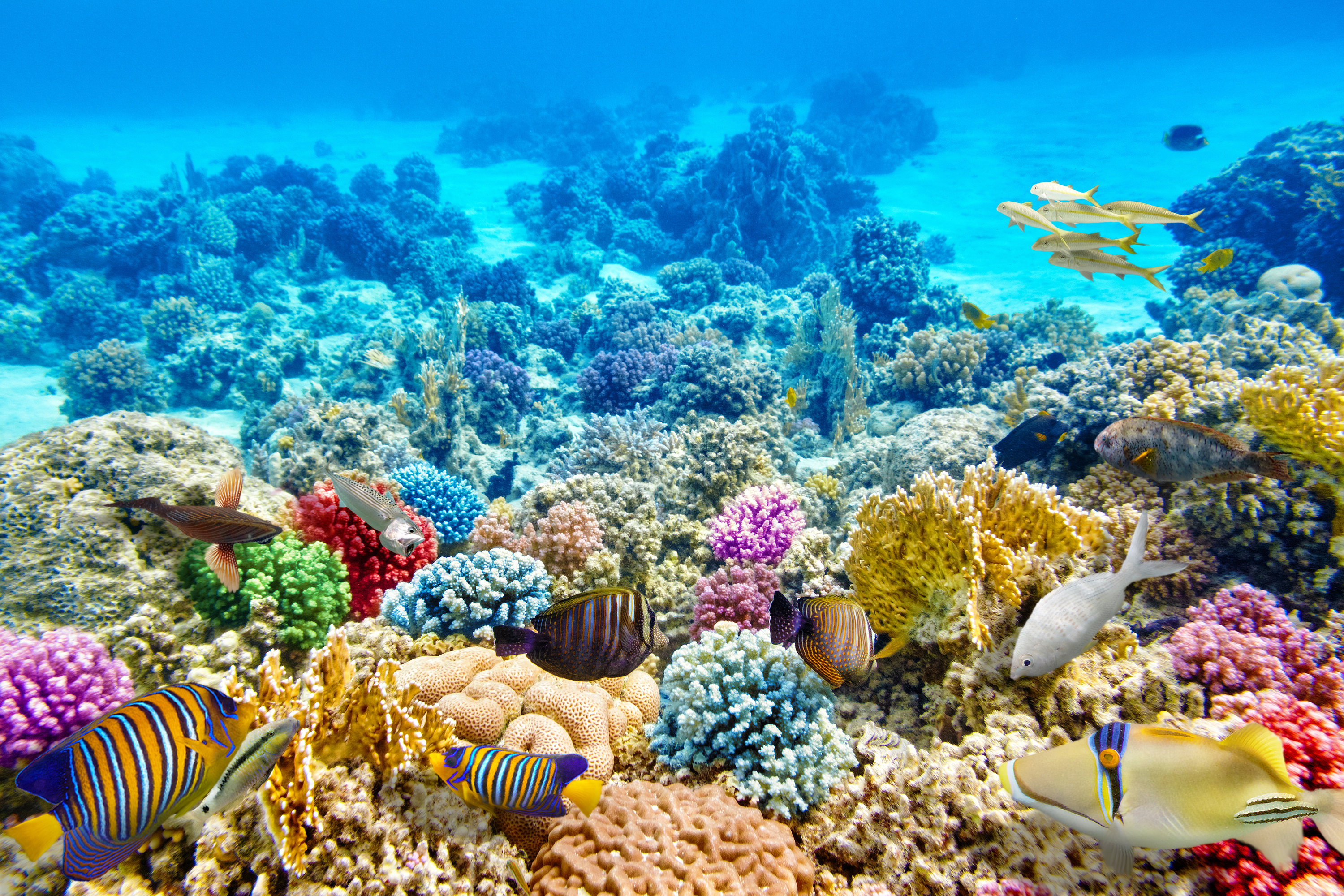 420399 descargar imagen animales, pez, colores, coral, vida marina, submarina, peces: fondos de pantalla y protectores de pantalla gratis